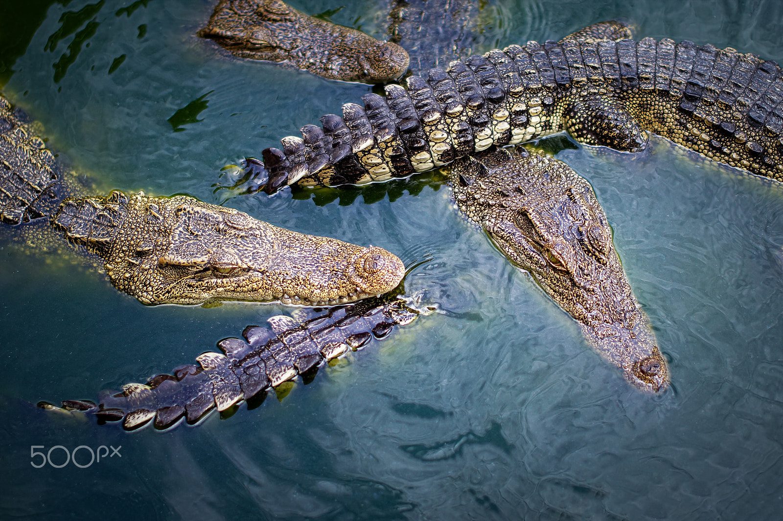 Sony SLT-A65 (SLT-A65V) sample photo. Crocodiles in the water photography