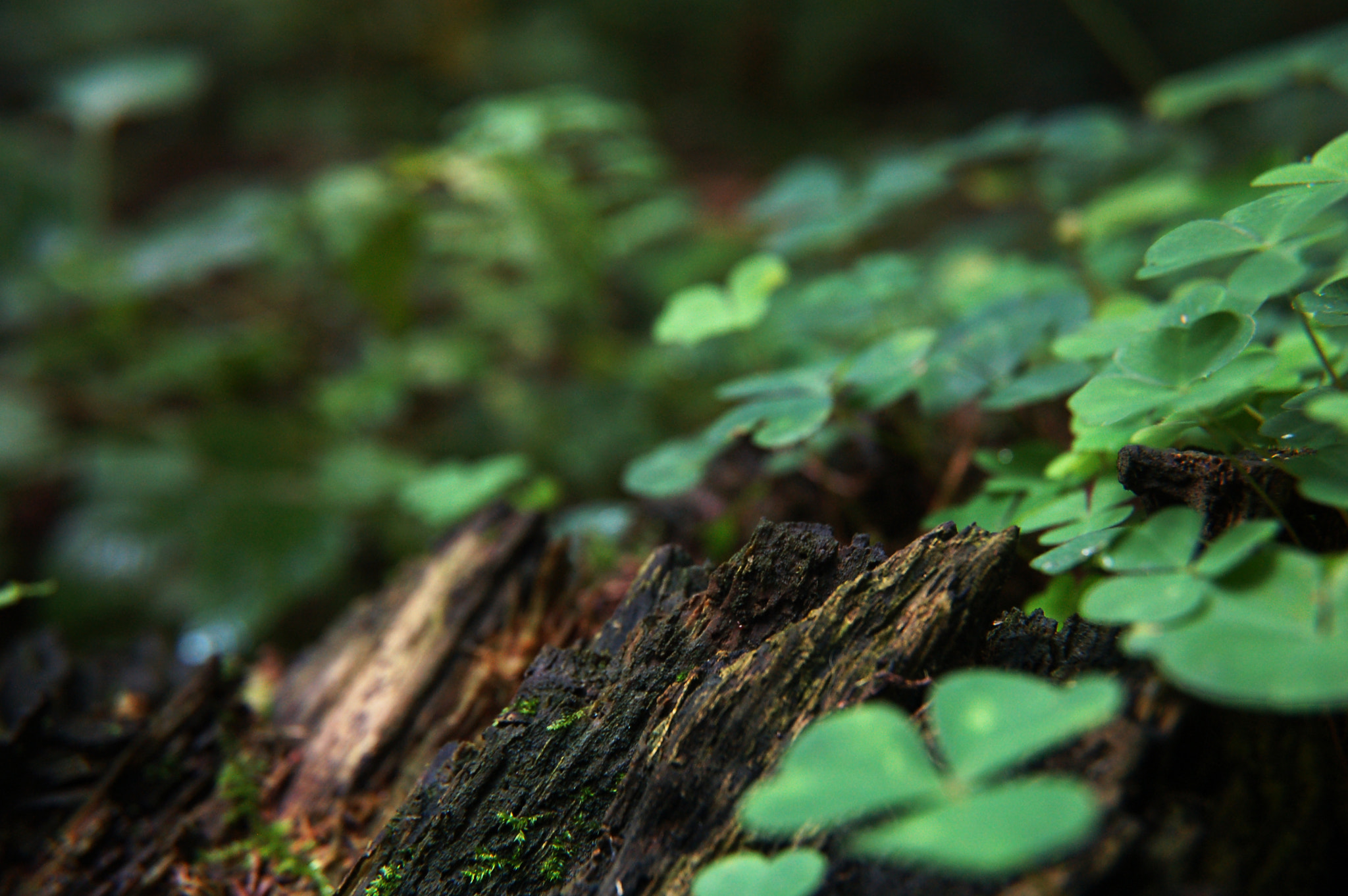 Nikon D50 sample photo. Wood photography
