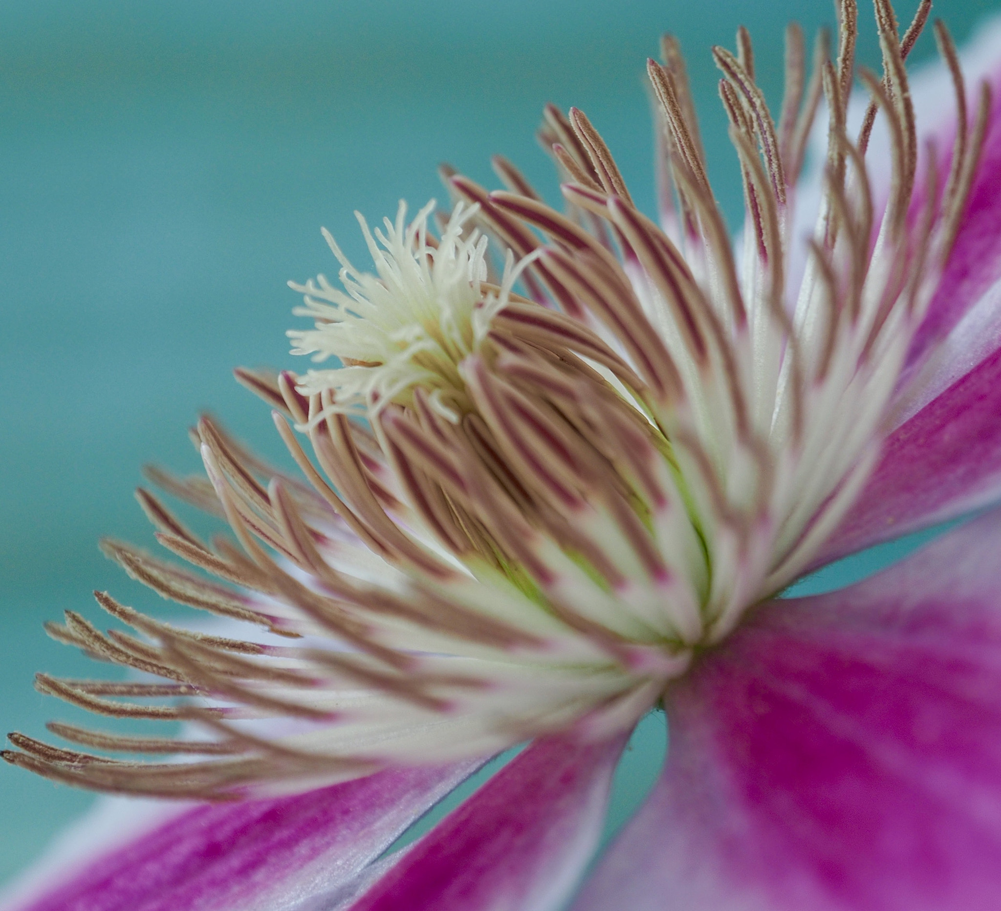 OLYMPUS M.12-50mm F3.5-6.3 sample photo. Flower photography