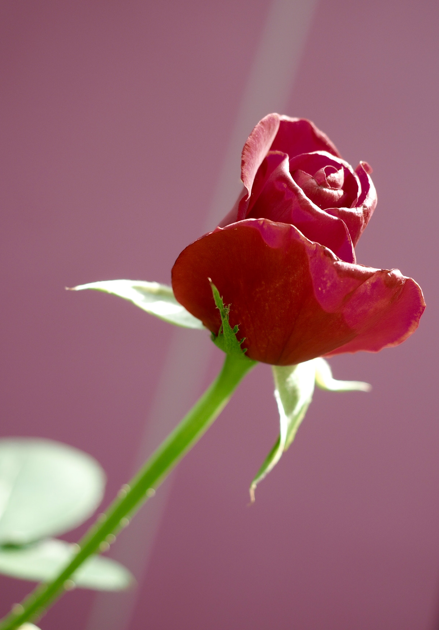 Olympus M.Zuiko Digital ED 12-40mm F2.8 Pro sample photo. Red rose photography