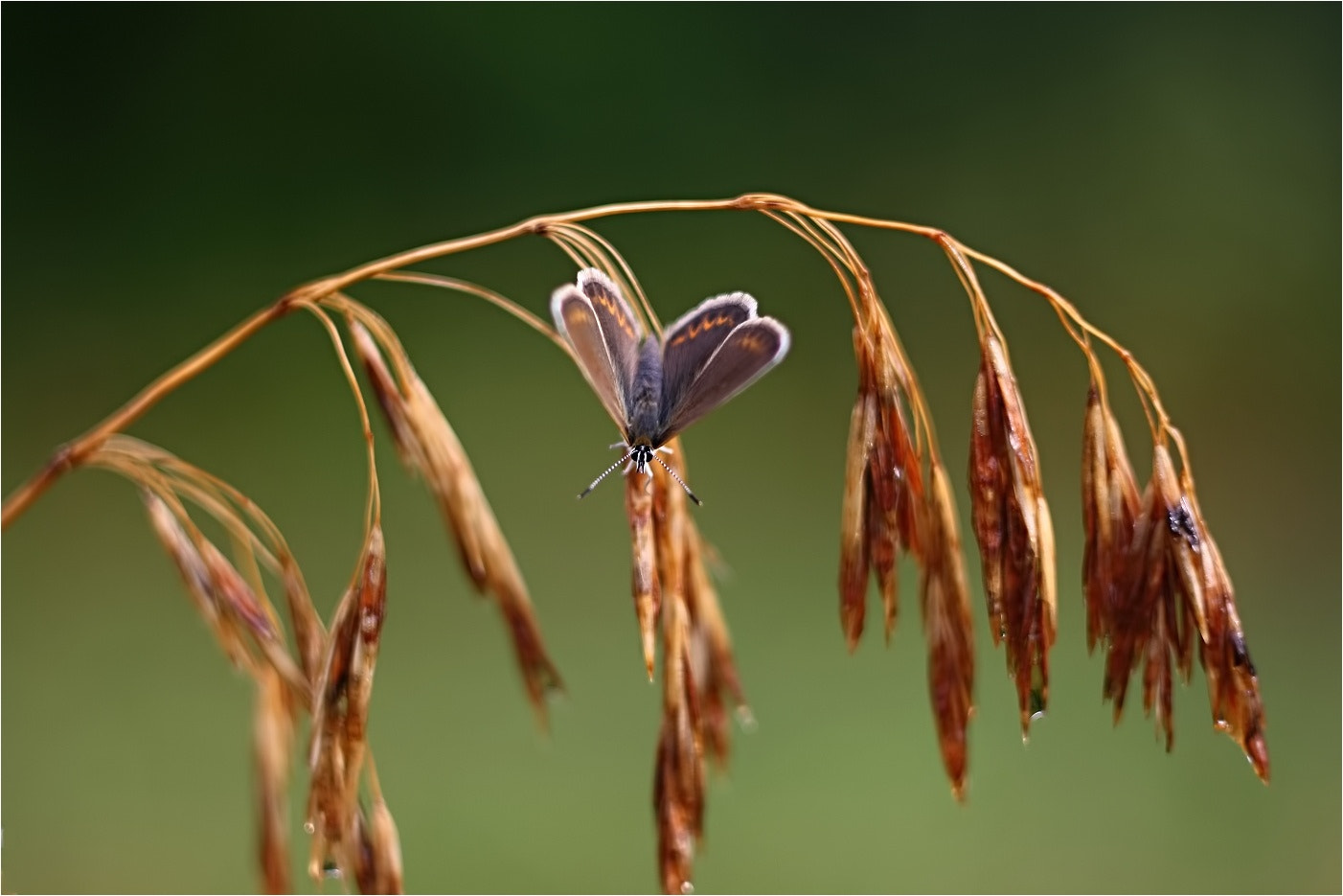 Canon EF 35-80mm f/4-5.6 sample photo. Nature... photography