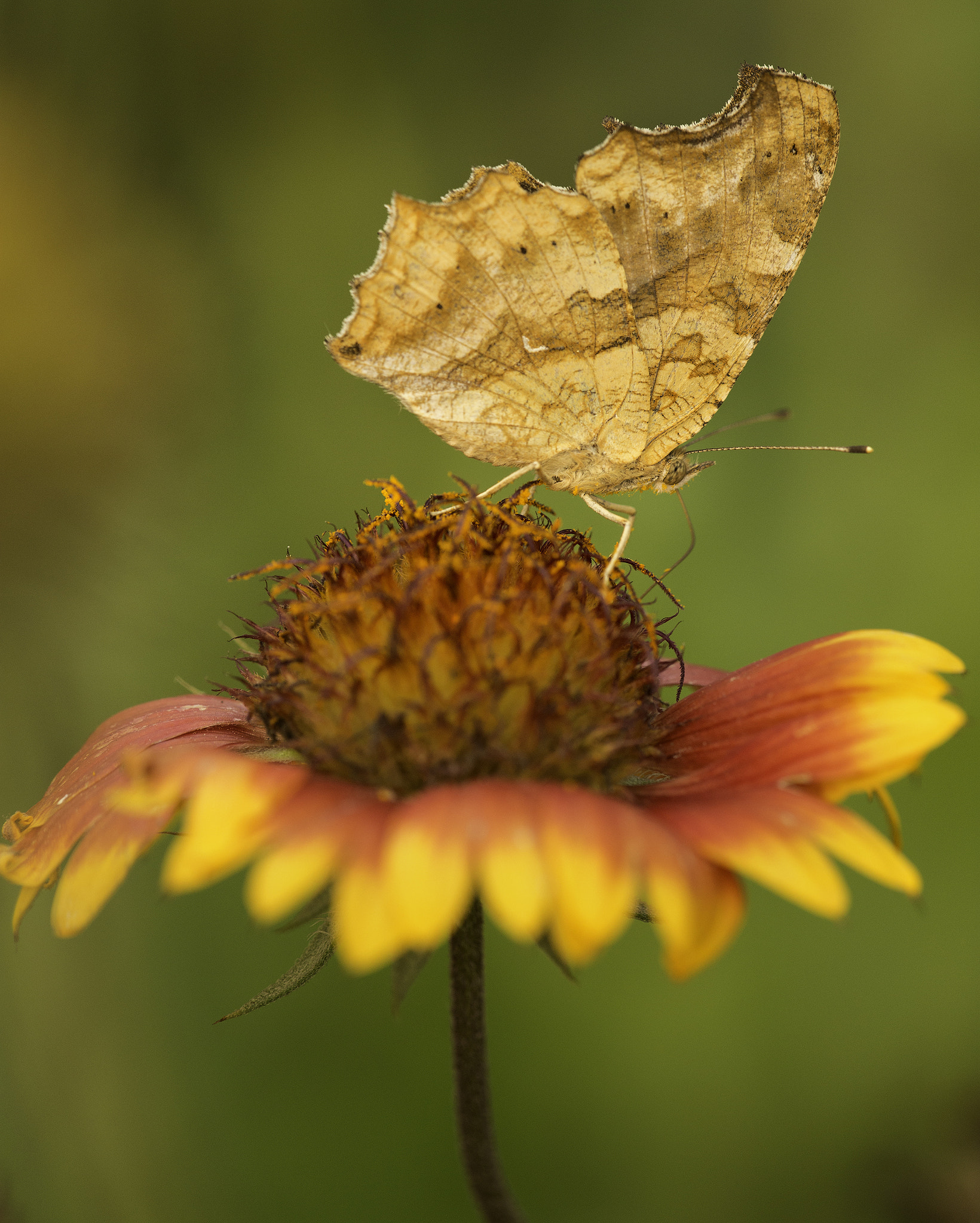 Canon EF 180mm F3.5L Macro USM sample photo. Butterfly photography