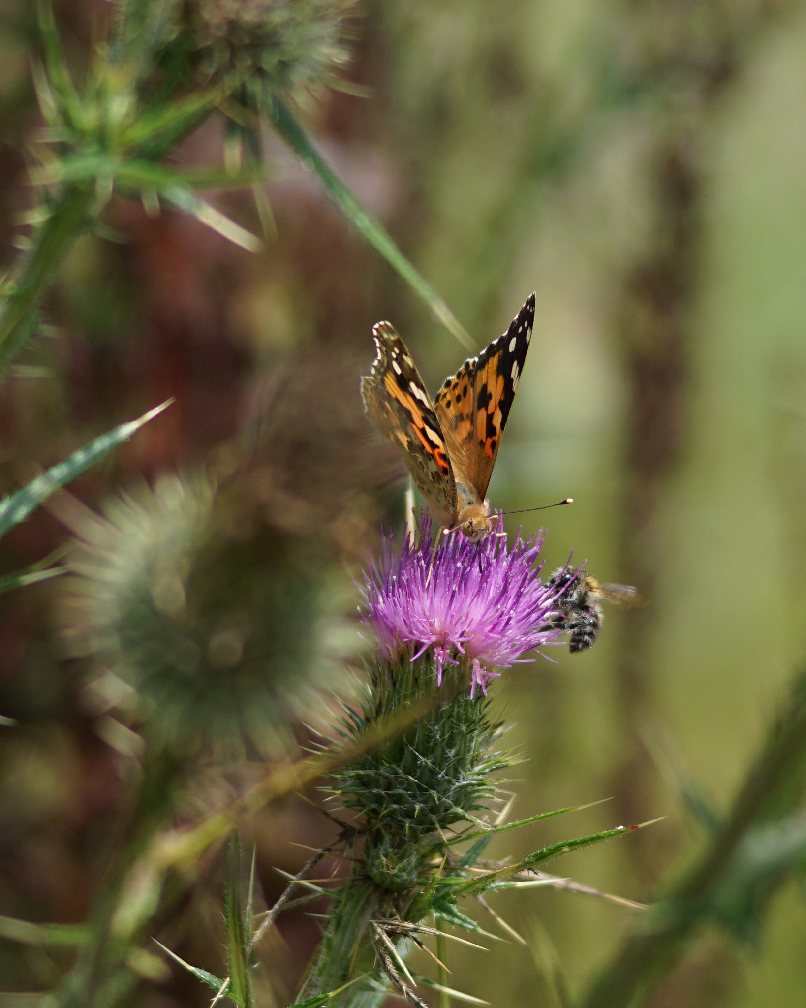 Sony ILCA-77M2 + Sony 85mm F2.8 SAM sample photo. Butterfly sharing food with wasp photography