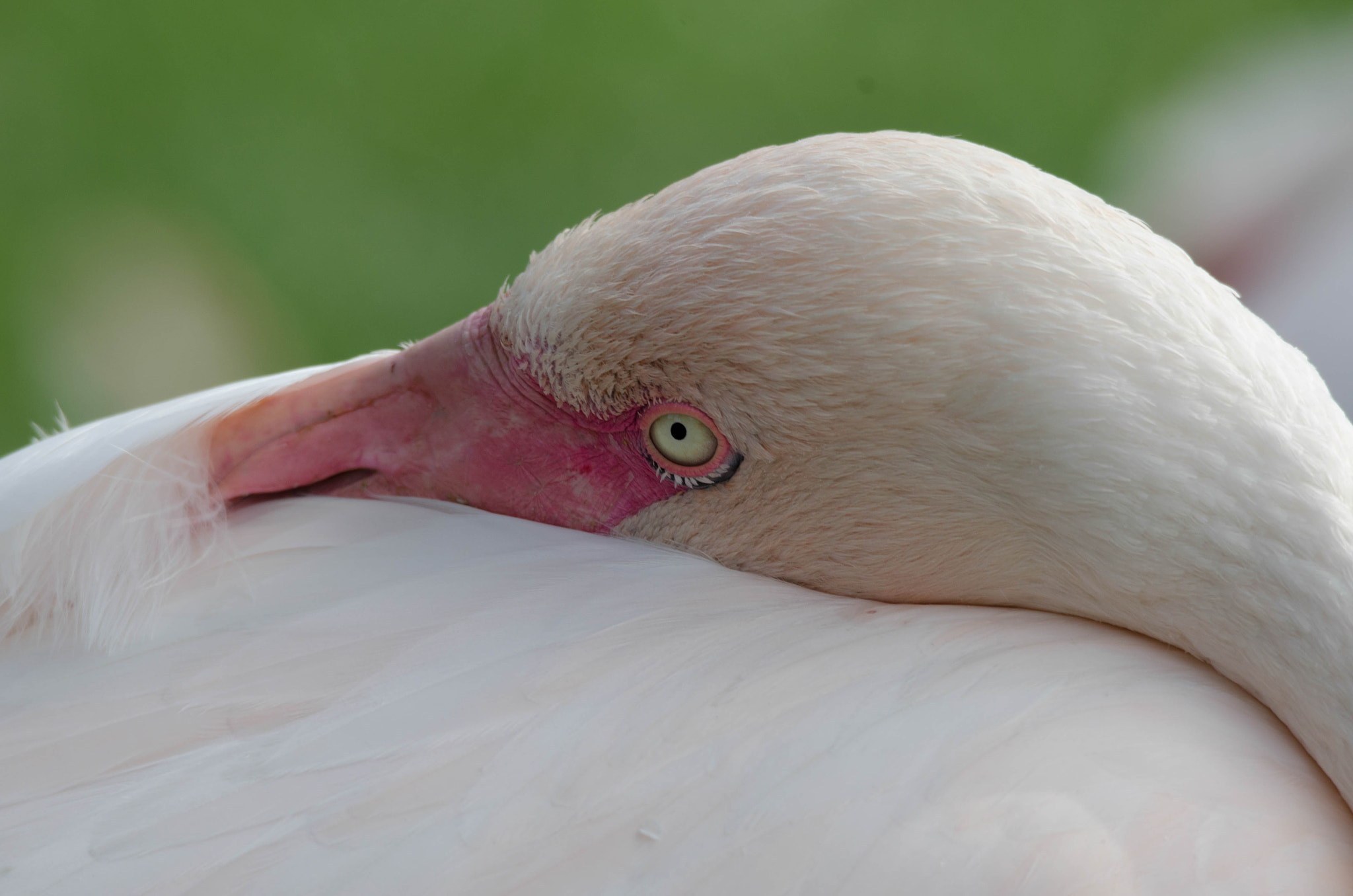 Sigma 120-400mm F4.5-5.6 DG OS HSM sample photo. Flamingo photography