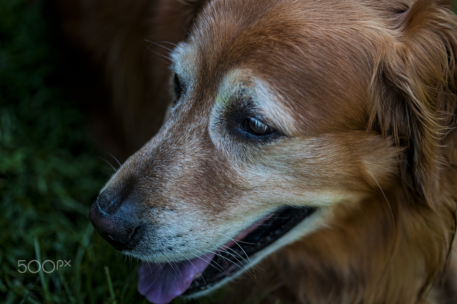 Canon EF 100mm F2.8 Macro USM sample photo. Portrait of gus 10320t photography