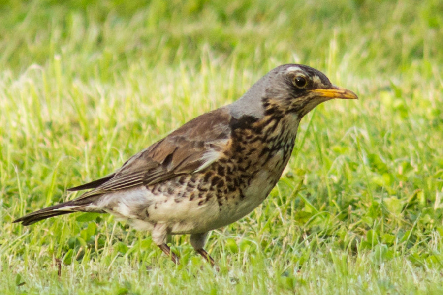 Canon EF 300mm F4L IS USM sample photo. Wacholderdrossel photography