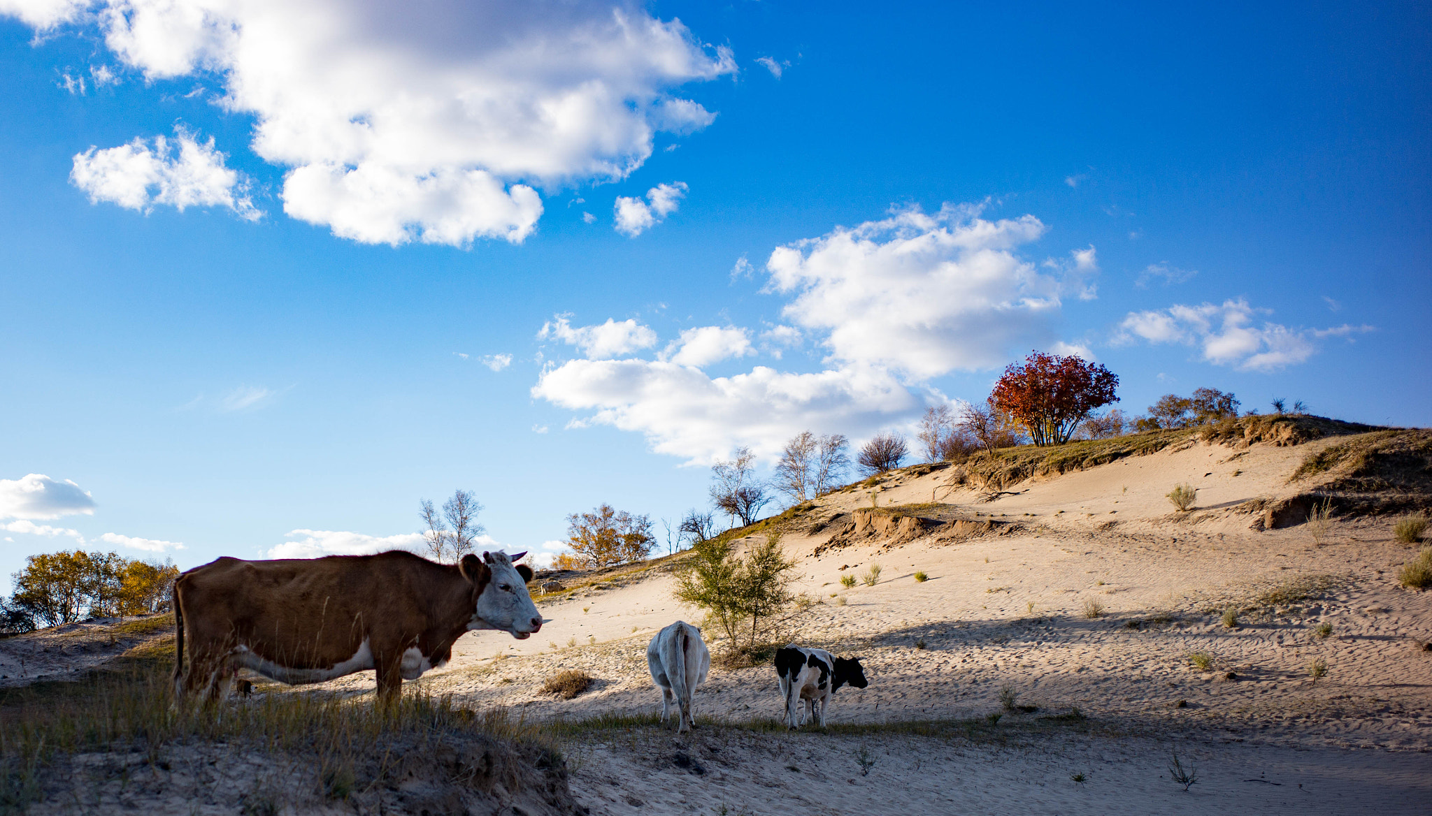 Summicron-M 1:2/28 ASPH. sample photo. Cows photography