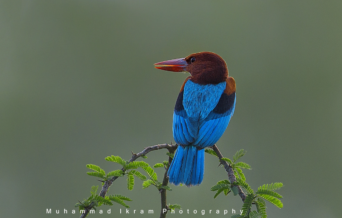 Canon EF 600mm F4L IS II USM sample photo. Kingfisher photography