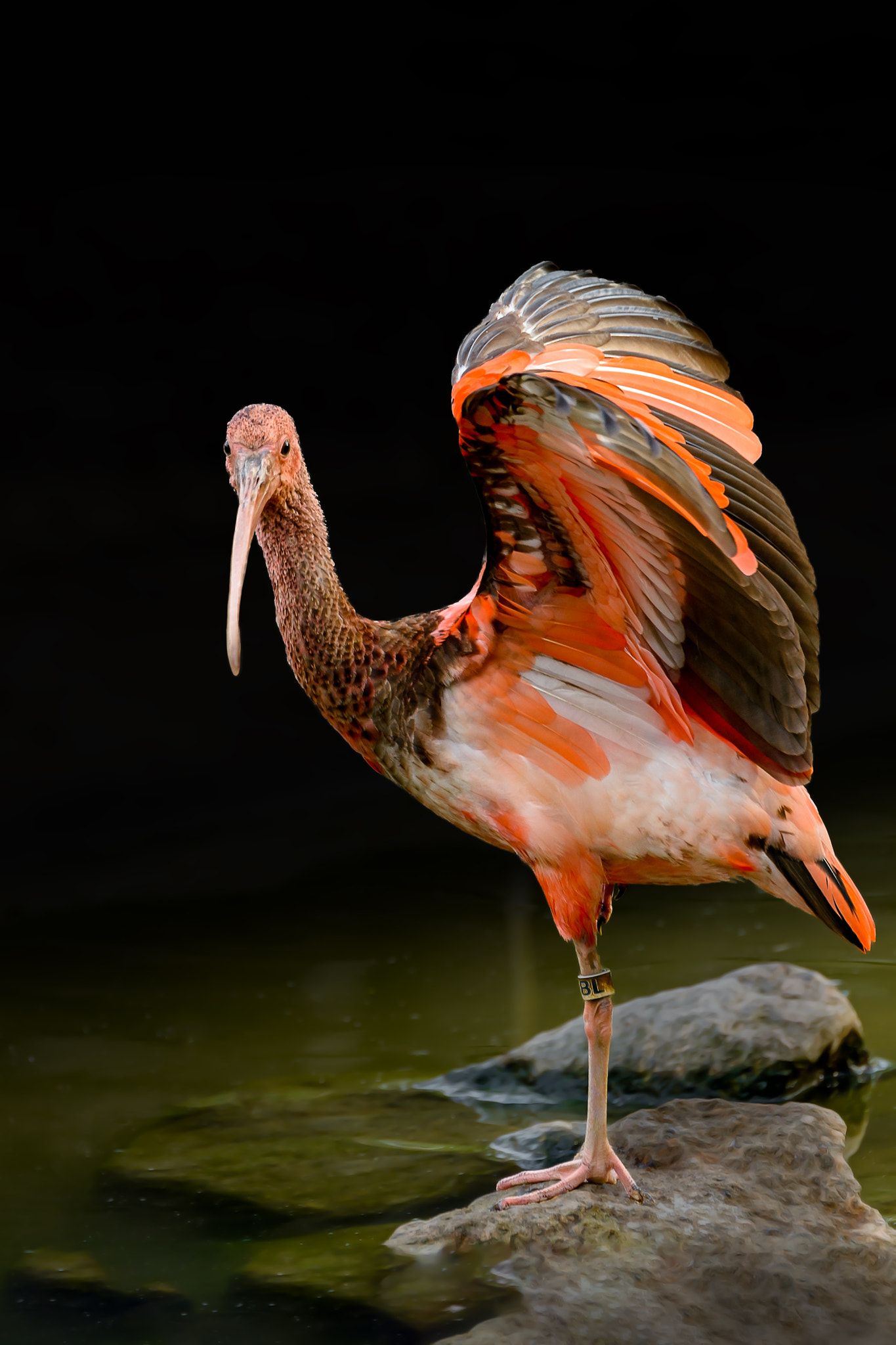 Tamron SP 70-200mm F2.8 Di VC USD sample photo. Proud bird photography