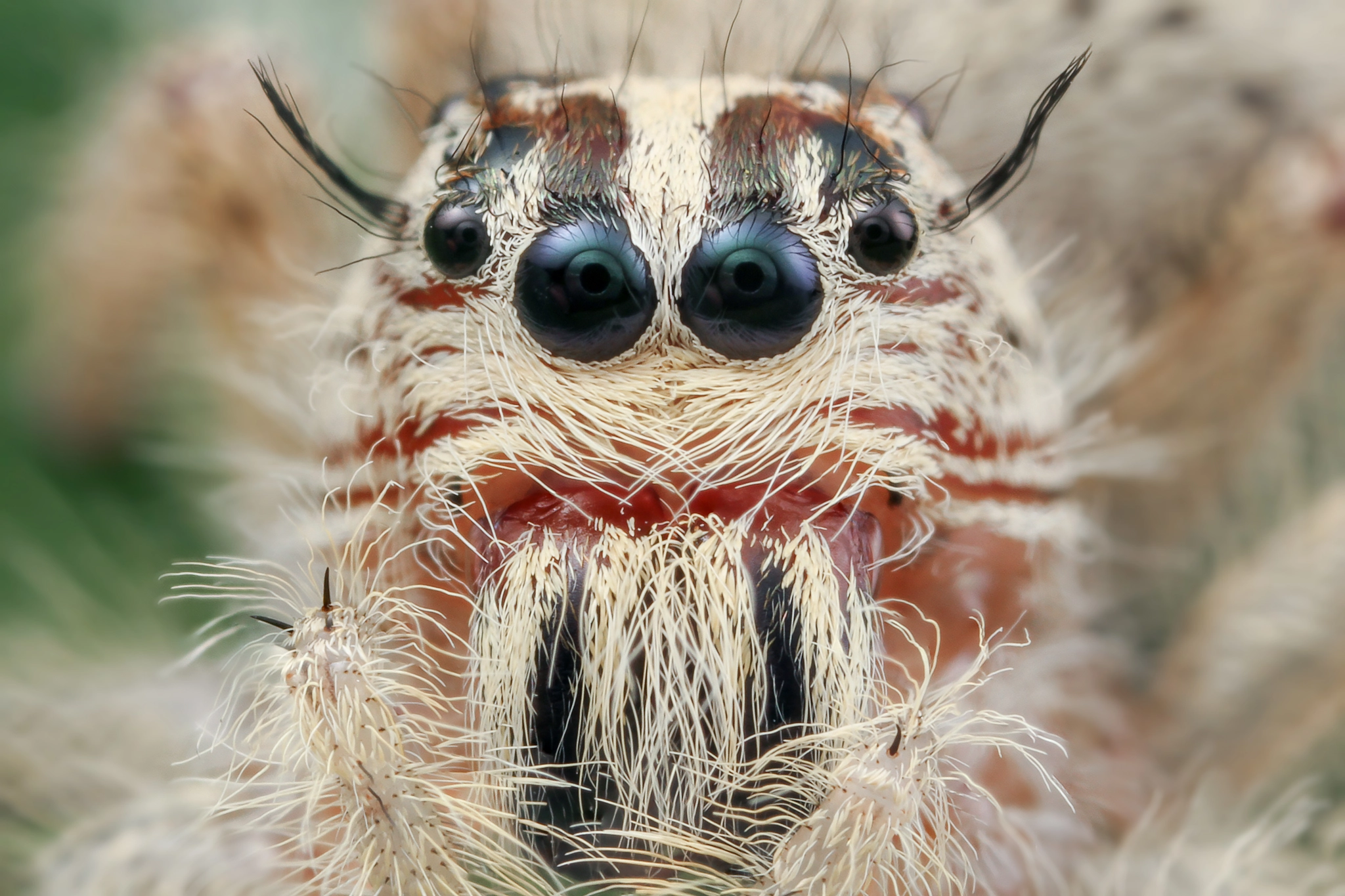 Canon MP-E 65mm F2.5 1-5x Macro Photo sample photo. Female hyllus diardi photography