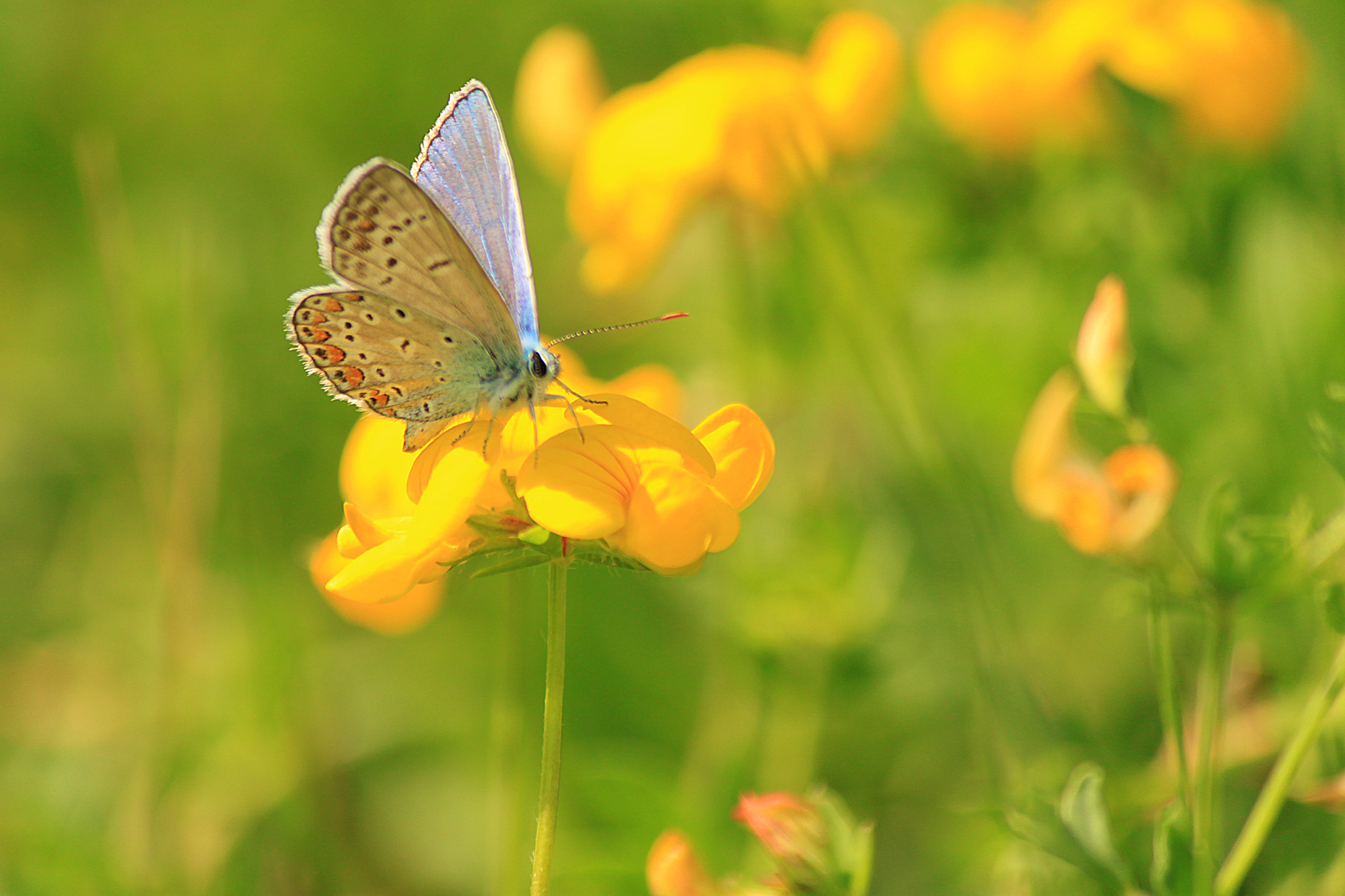 Canon EOS 500D (EOS Rebel T1i / EOS Kiss X3) sample photo. The last dance of a butterfly photography