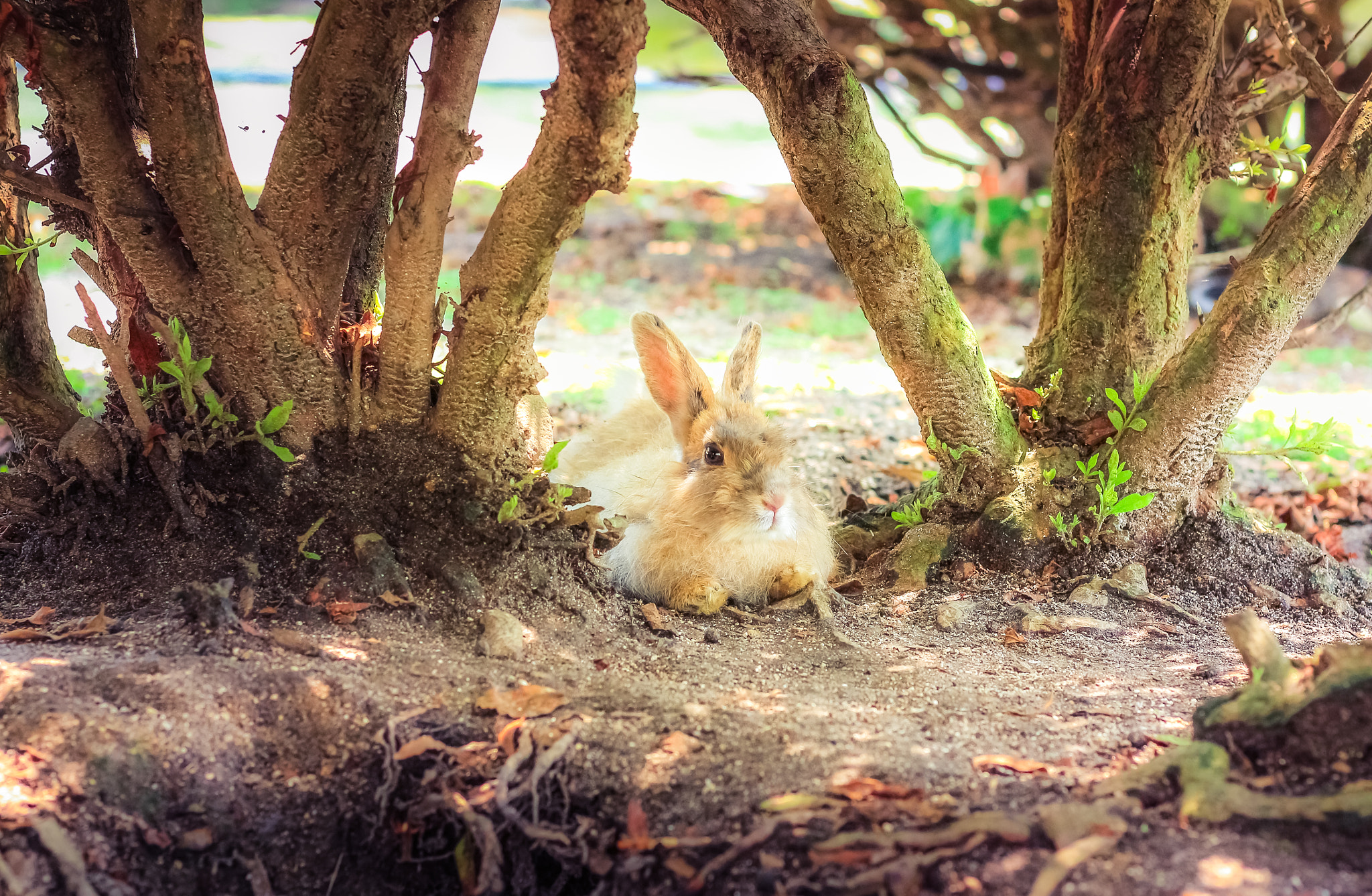 Canon EOS 650D (EOS Rebel T4i / EOS Kiss X6i) sample photo. Cool in the shade photography