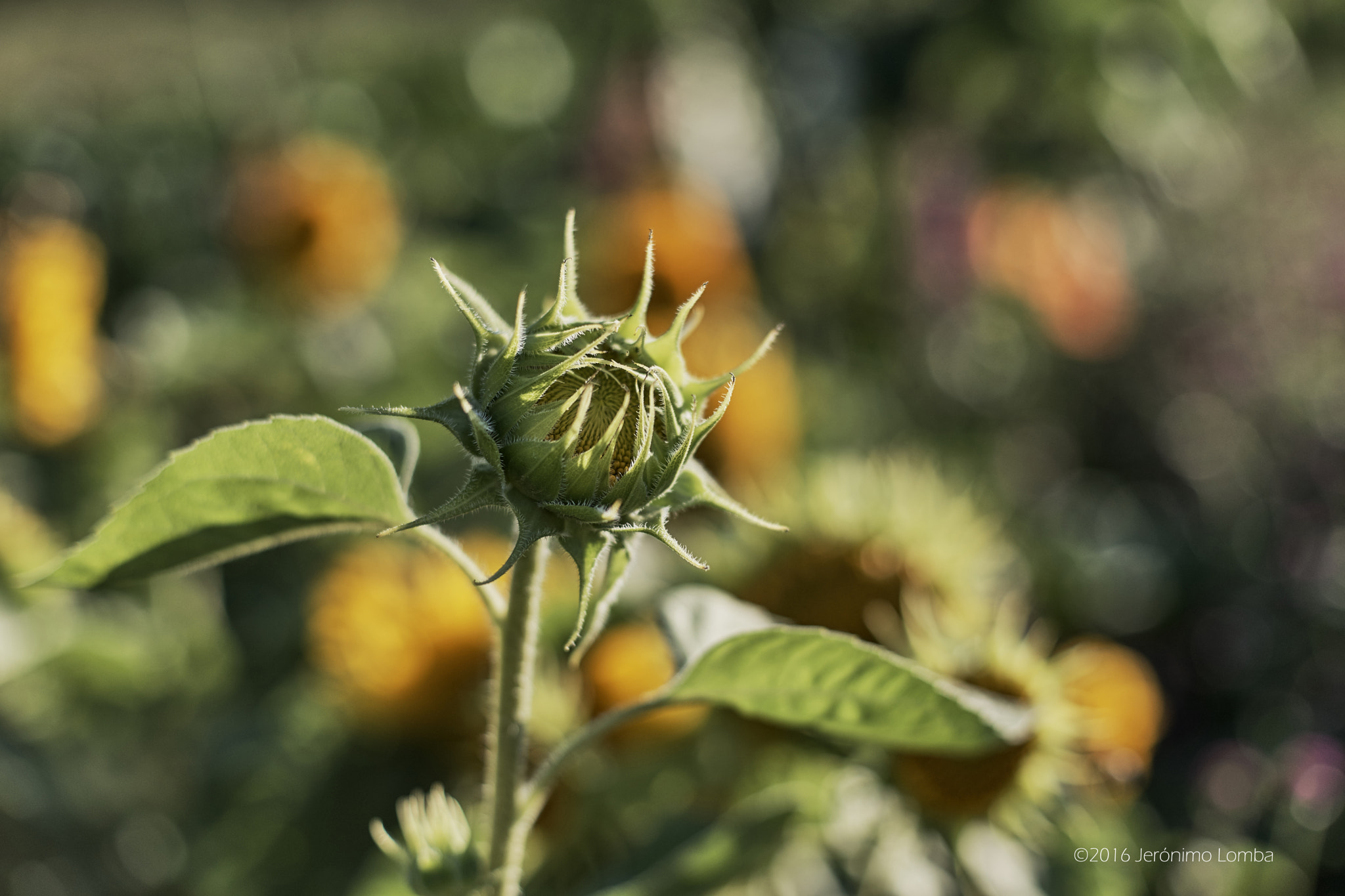 Sony a7 + Minolta AF 50mm F1.4 [New] sample photo. Almost sunflower photography
