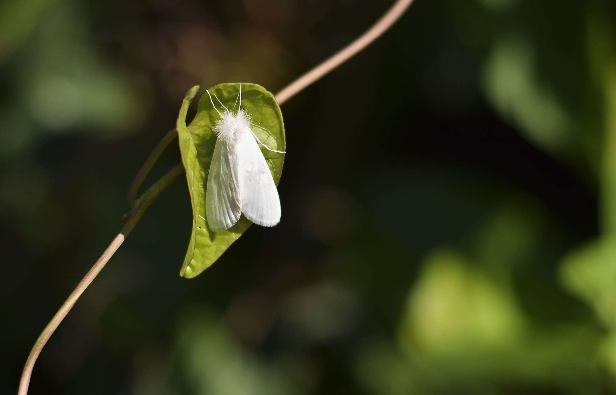 Nikon D5300 + AF Zoom-Nikkor 35-70mm f/2.8 sample photo. Para a paz do mundo! photography