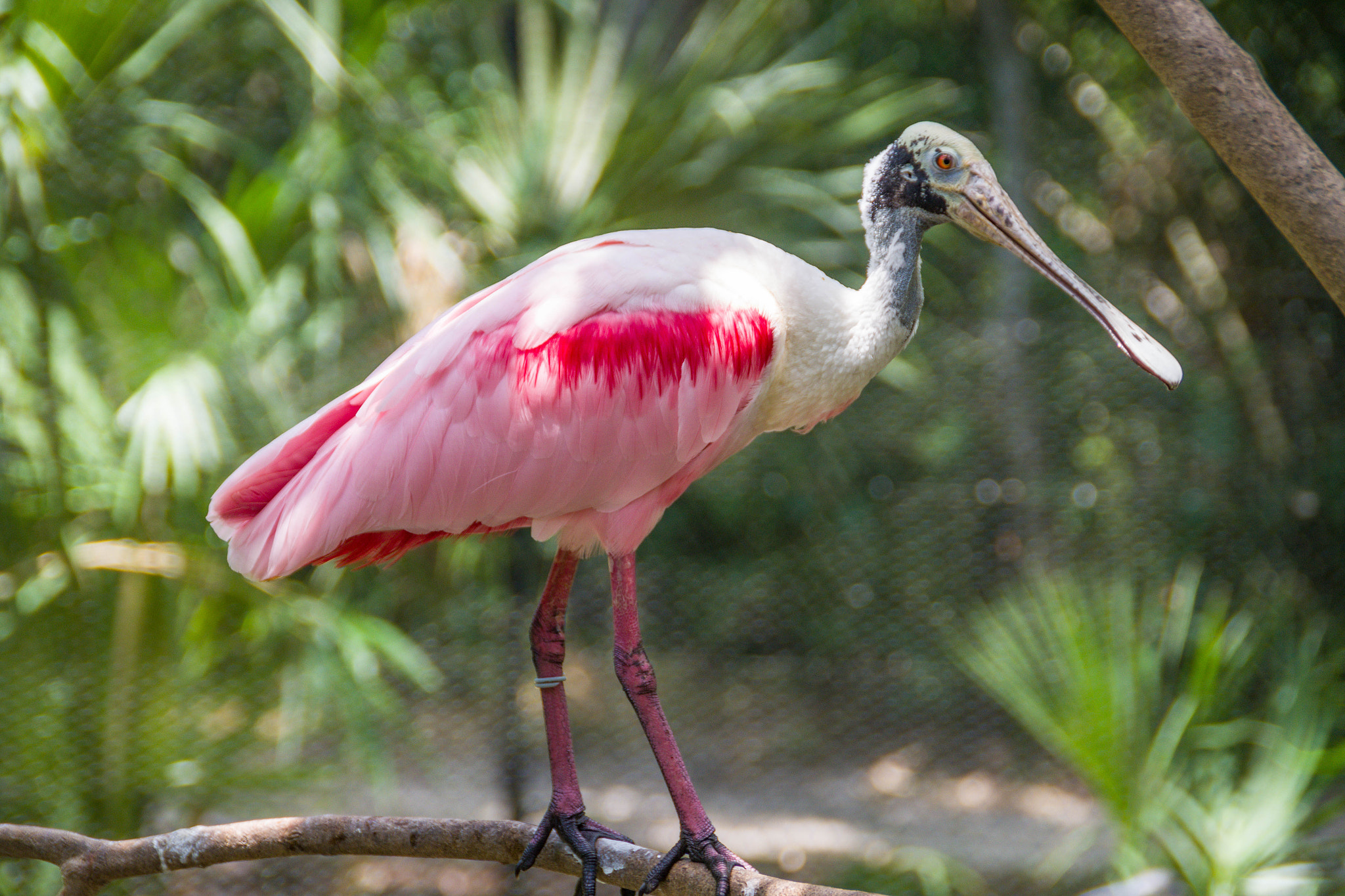 Pentax K-S2 sample photo. Rosette spoonbill photography