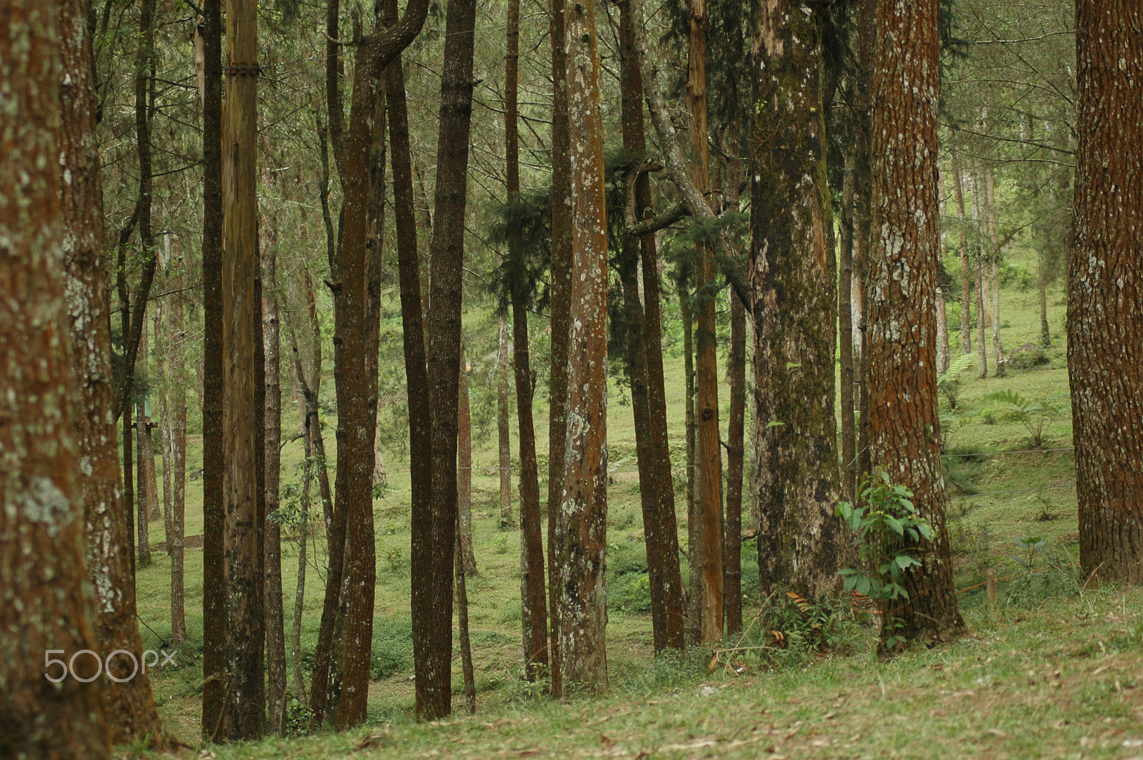 Nikon AF Nikkor 70-300mm F4-5.6G sample photo. Pine trees photography