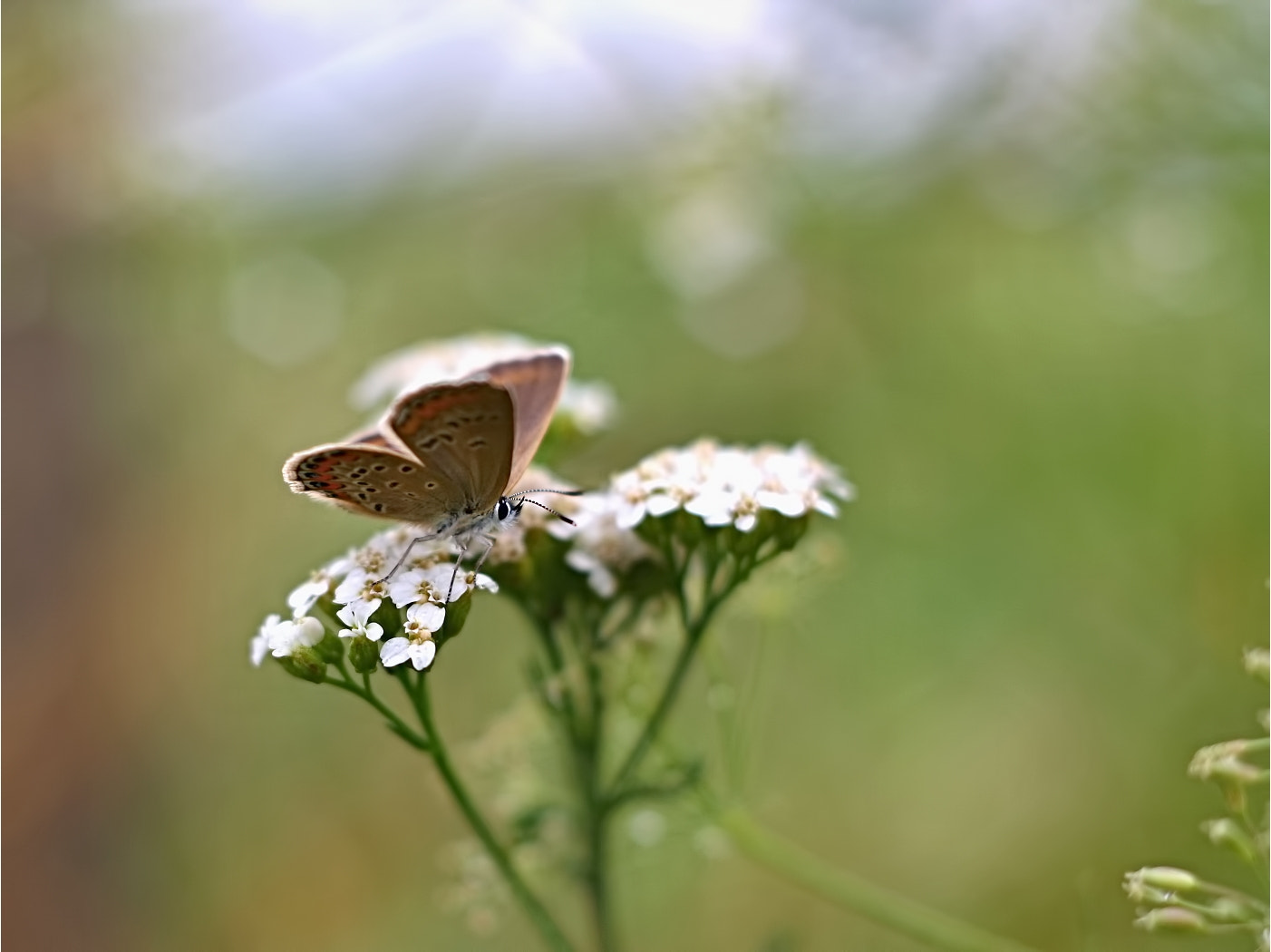 Canon EF 35-80mm f/4-5.6 sample photo. After rain... photography