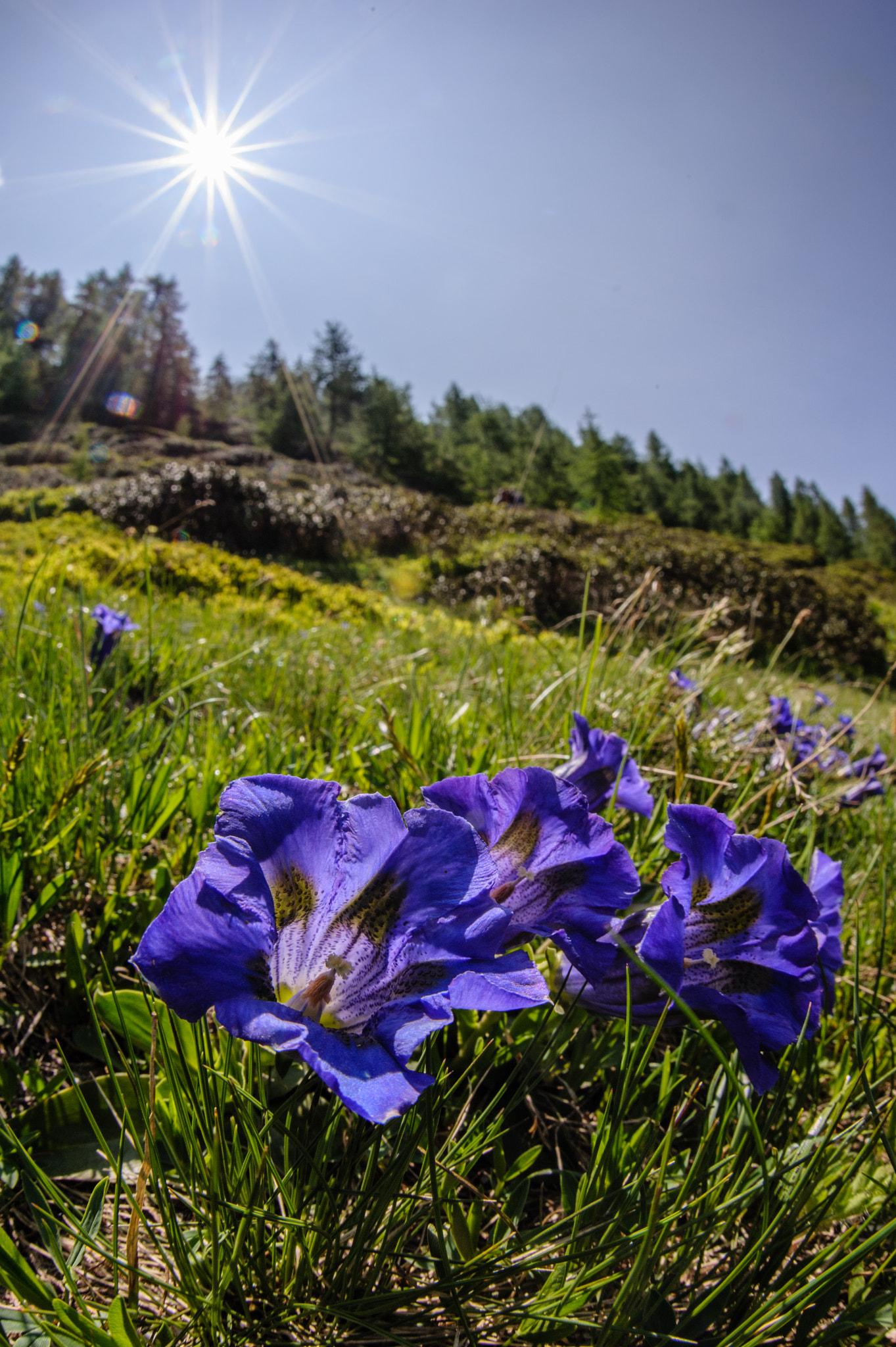 Nikon D700 + Sigma 15mm F2.8 EX DG Diagonal Fisheye sample photo. Stemless gentians (gentiana acaulis) photography