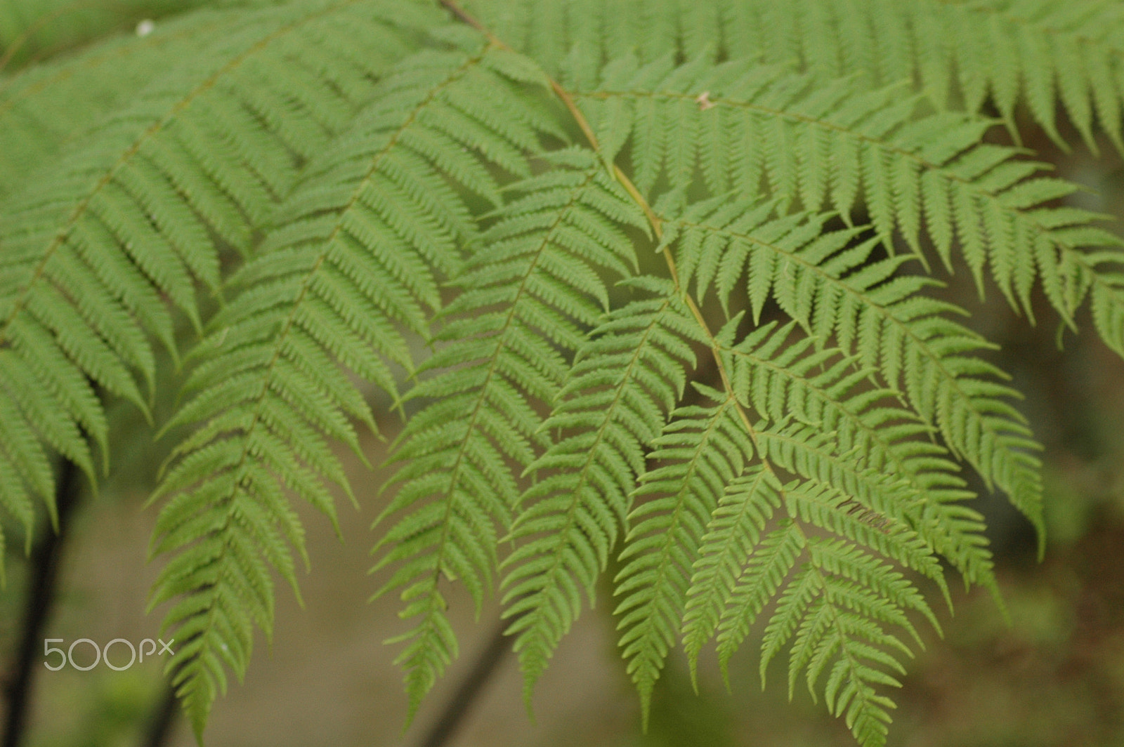 Nikon AF Nikkor 70-300mm F4-5.6G sample photo. Green leaves photography