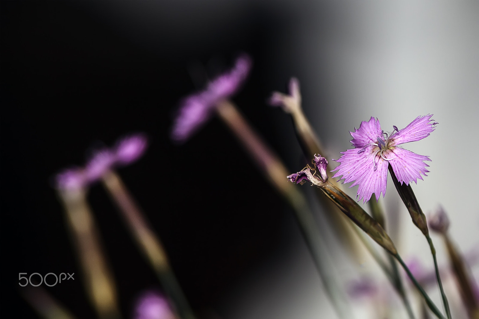 Tamron SP AF 70-200mm F2.8 Di LD (IF) MACRO sample photo. Clavellinas silvestres photography