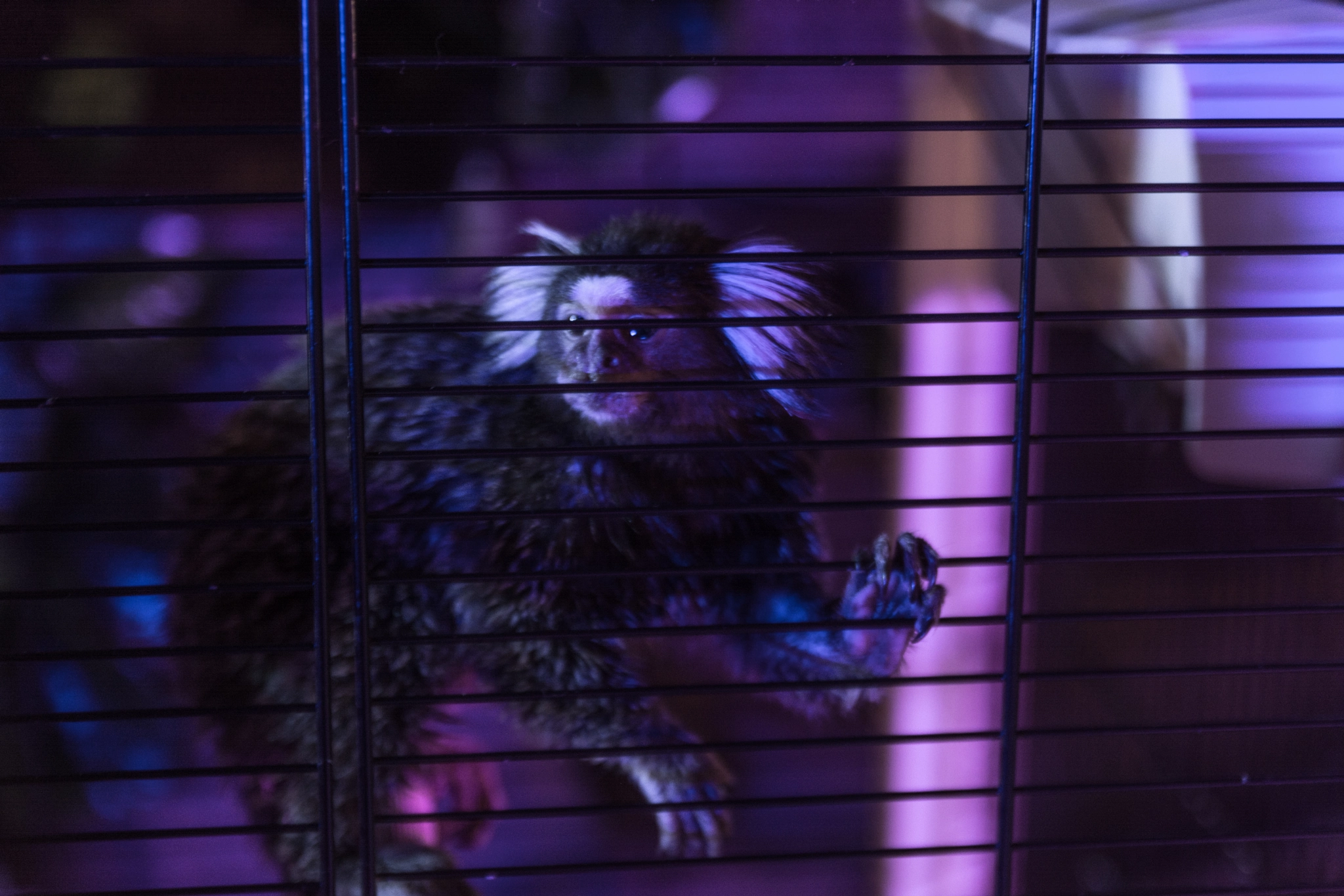 Sigma 18-50mm F2.8 EX DC Macro sample photo. Monkey's are amazing photography