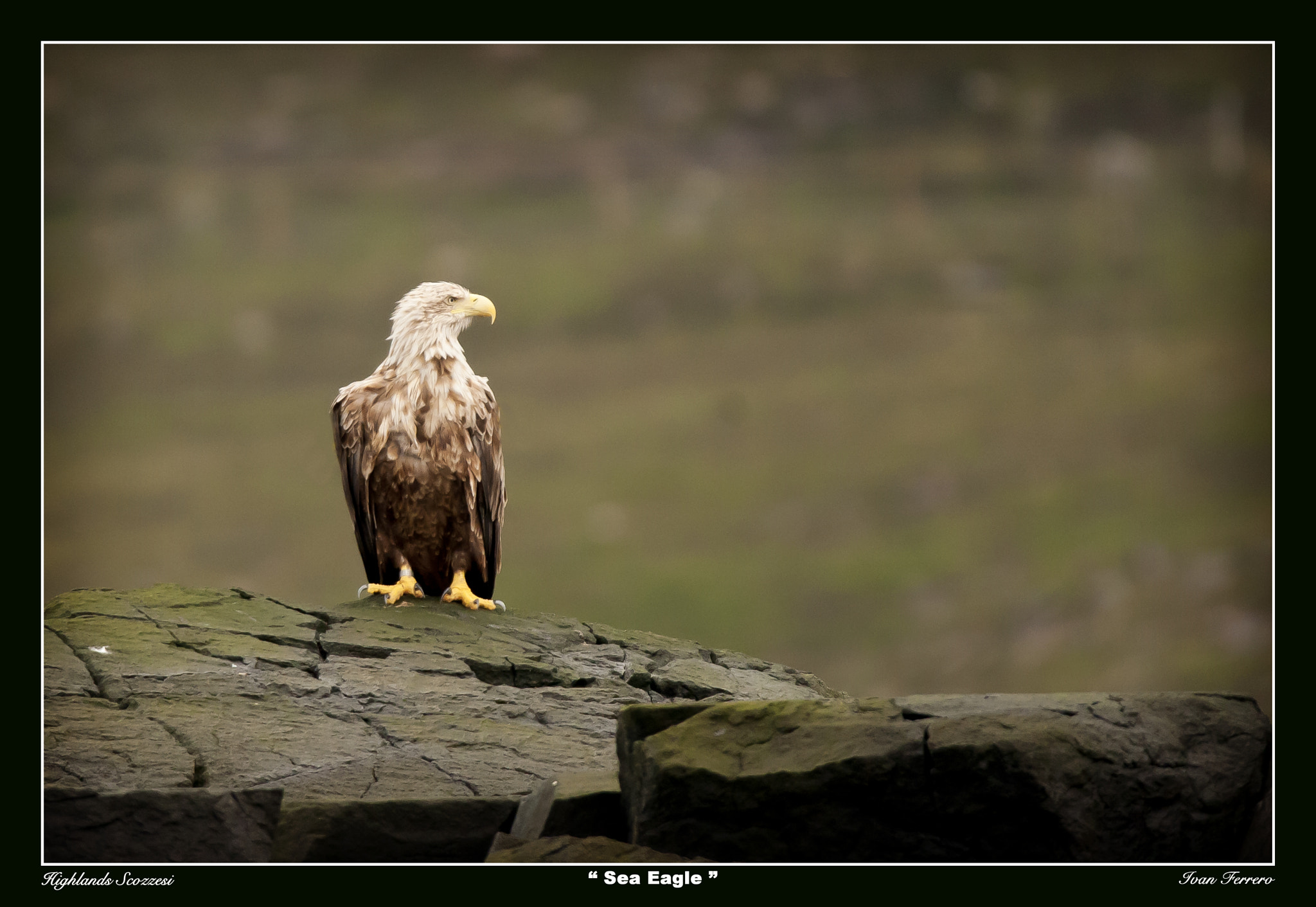 Sigma 150-600mm F5-6.3 DG OS HSM | S sample photo. Sea eagle photography