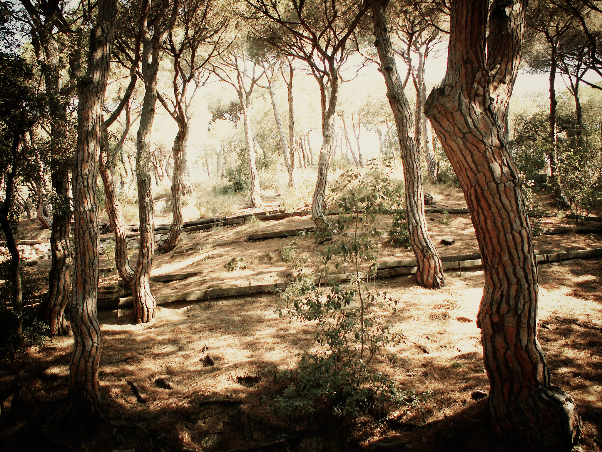 KONICA MINOLTA DiMAGE Z5 sample photo. Park in spain photography