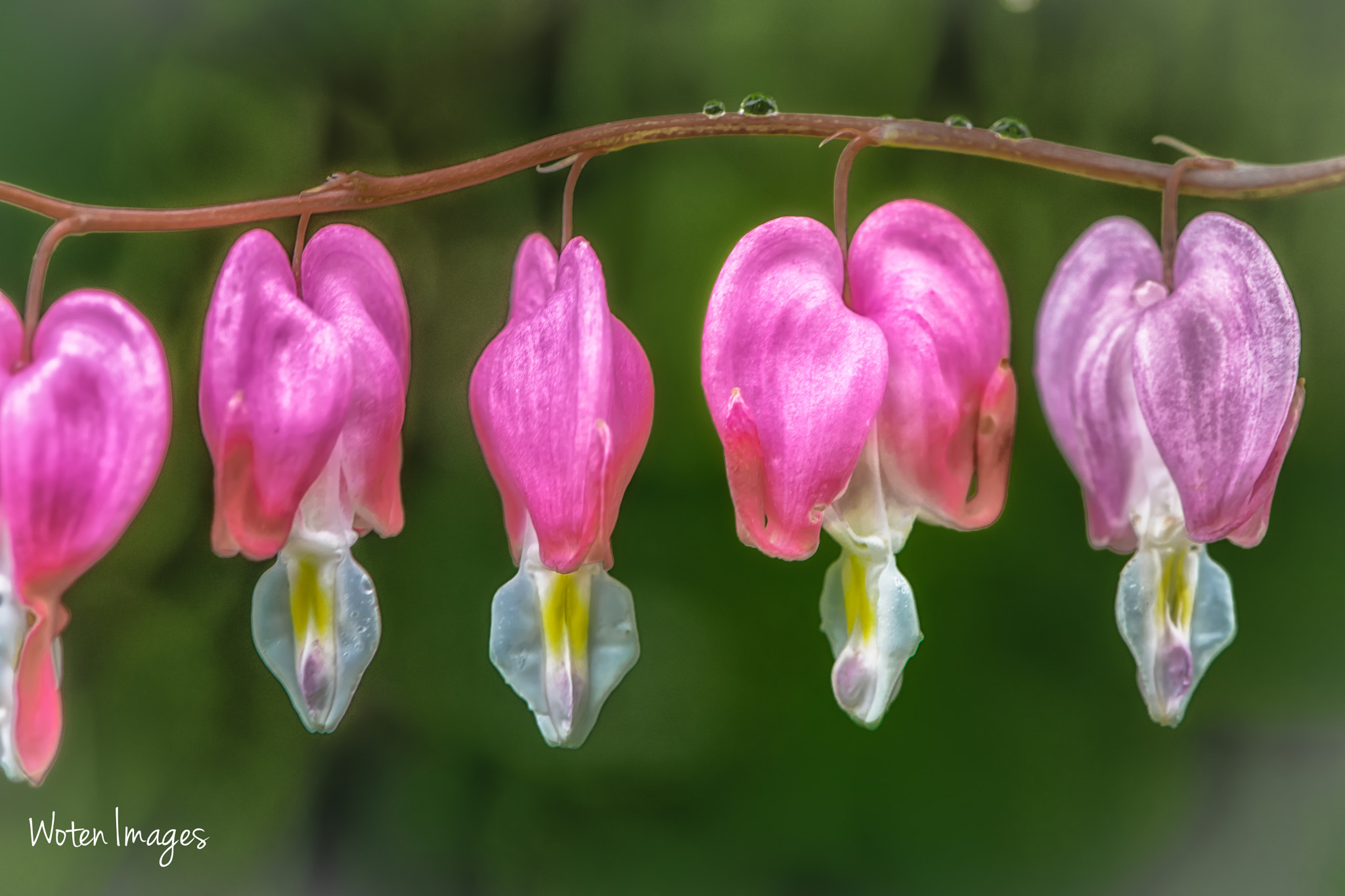 Nikon AF-S Micro-Nikkor 105mm F2.8G IF-ED VR sample photo