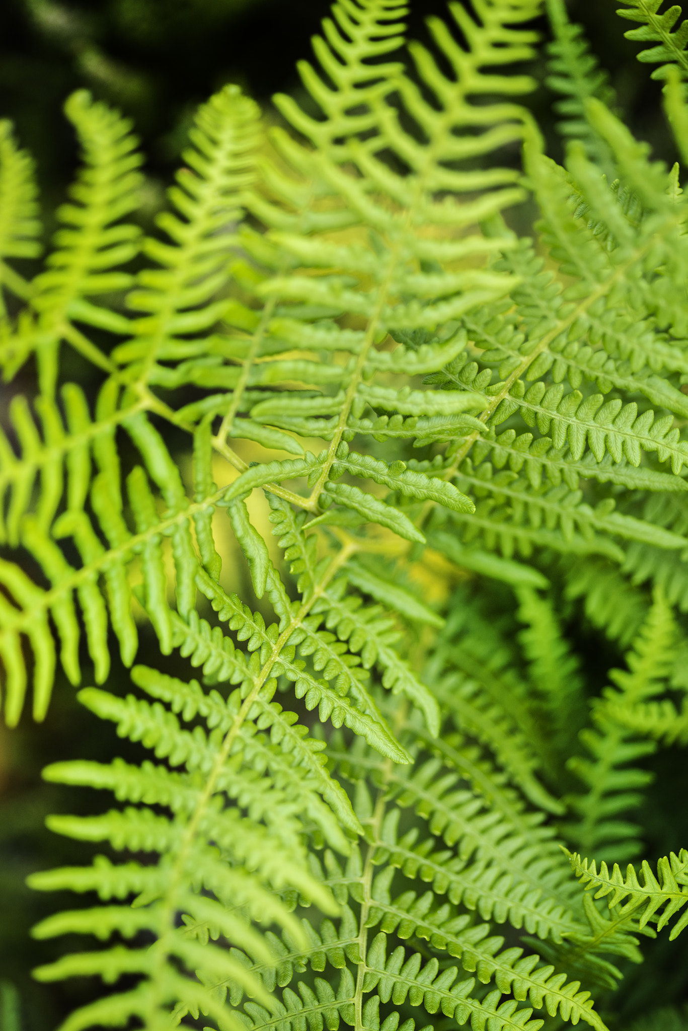 Nikon D800 + Sigma 105mm F2.8 EX DG Macro sample photo. Close up image of lush green fern in summer in forest photography