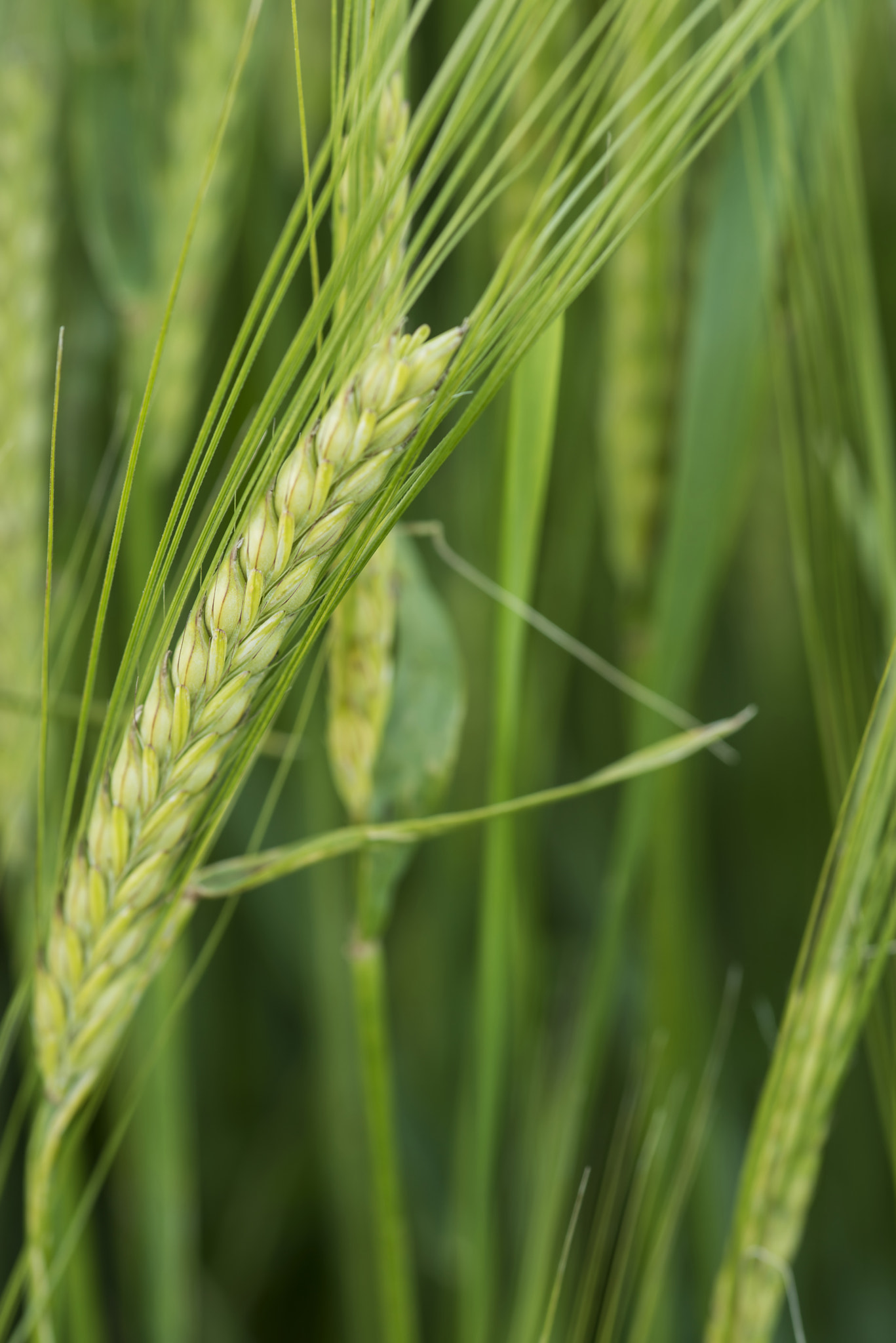 Nikon D800 + Sigma 105mm F2.8 EX DG Macro sample photo. Close up of head of green barley in field in summer photography