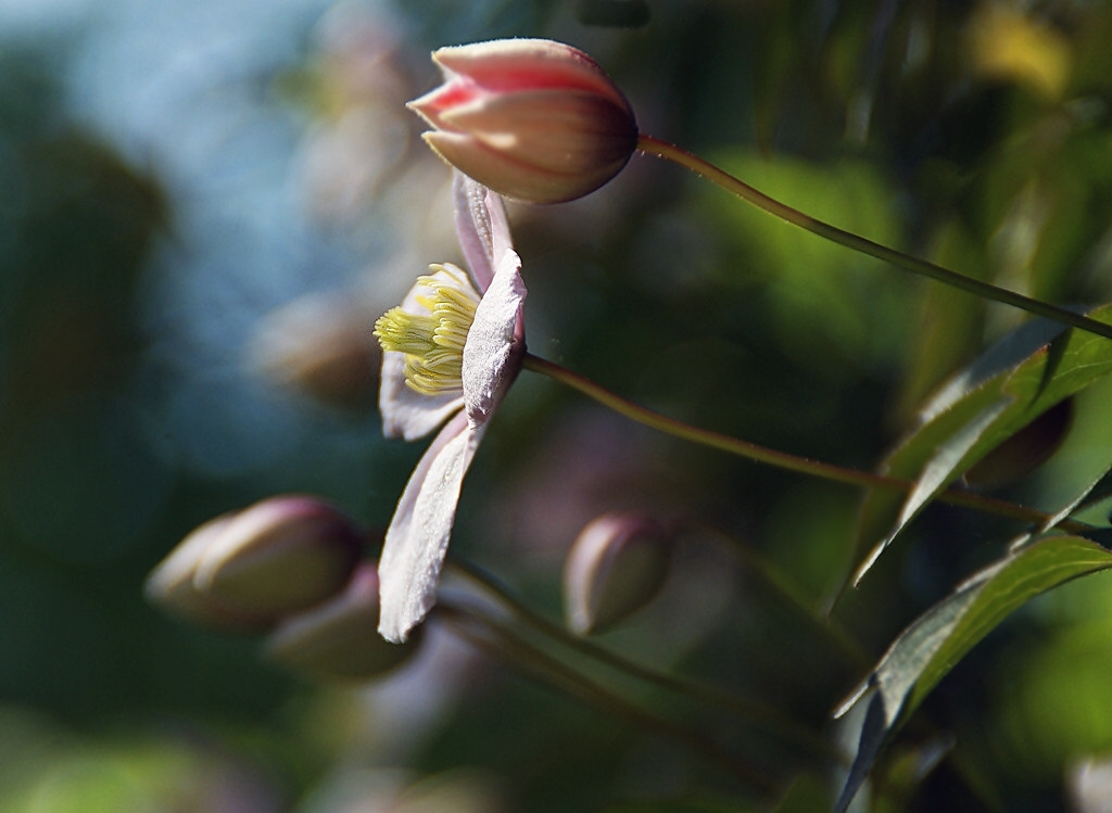 Sony Alpha DSLR-A290 sample photo. Light & shadow photography