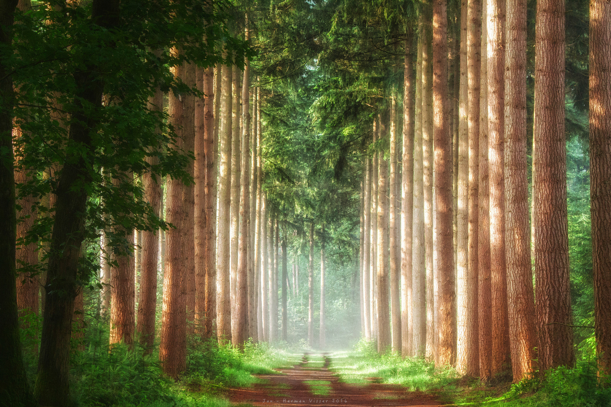 Canon EF 50-200mm f/3.5-4.5 sample photo. Row of trees... photography