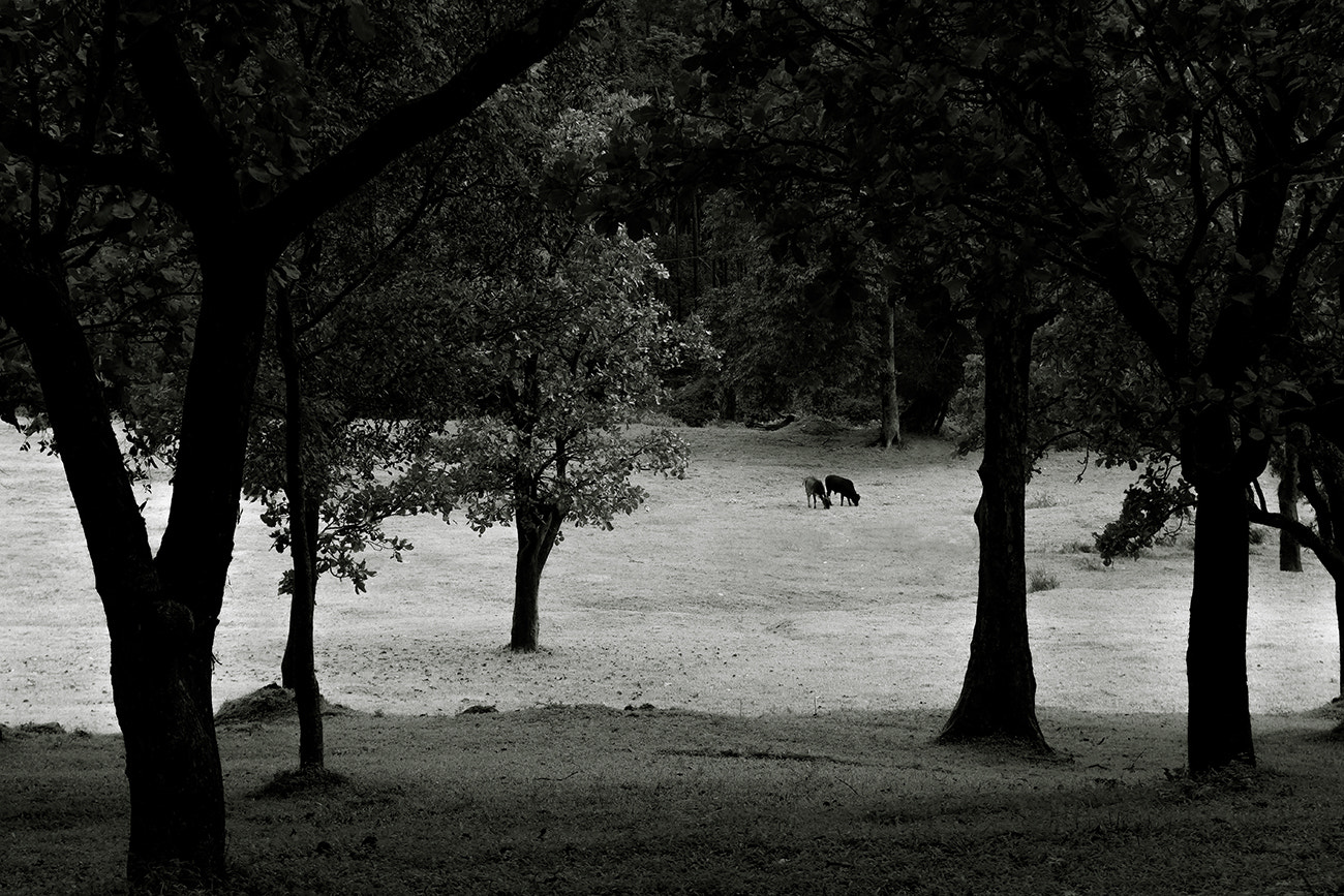 Sony Alpha NEX-7 + Sony Vario-Tessar T* E 16-70mm F4 ZA OSS sample photo. Graceful grazing photography