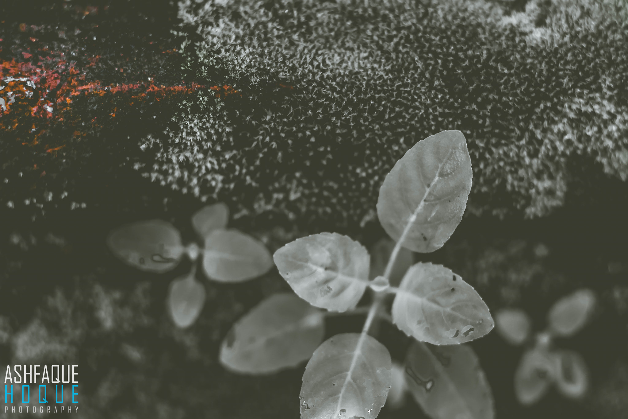 Canon EOS 700D (EOS Rebel T5i / EOS Kiss X7i) sample photo. Desaturated life photography