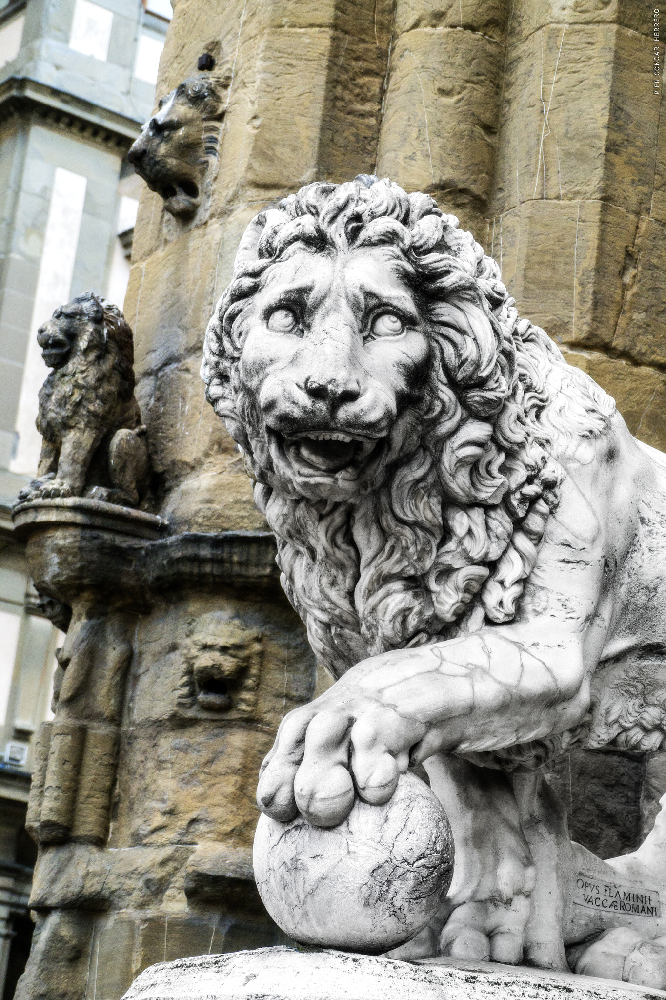 Panasonic Lumix DMC-GH2 sample photo. Crazy lion photography