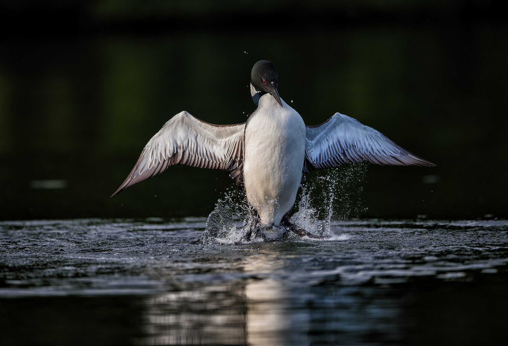 Nikon D4S + Nikon AF-S Nikkor 400mm F2.8E FL ED VR sample photo. Loon territorial battle photography