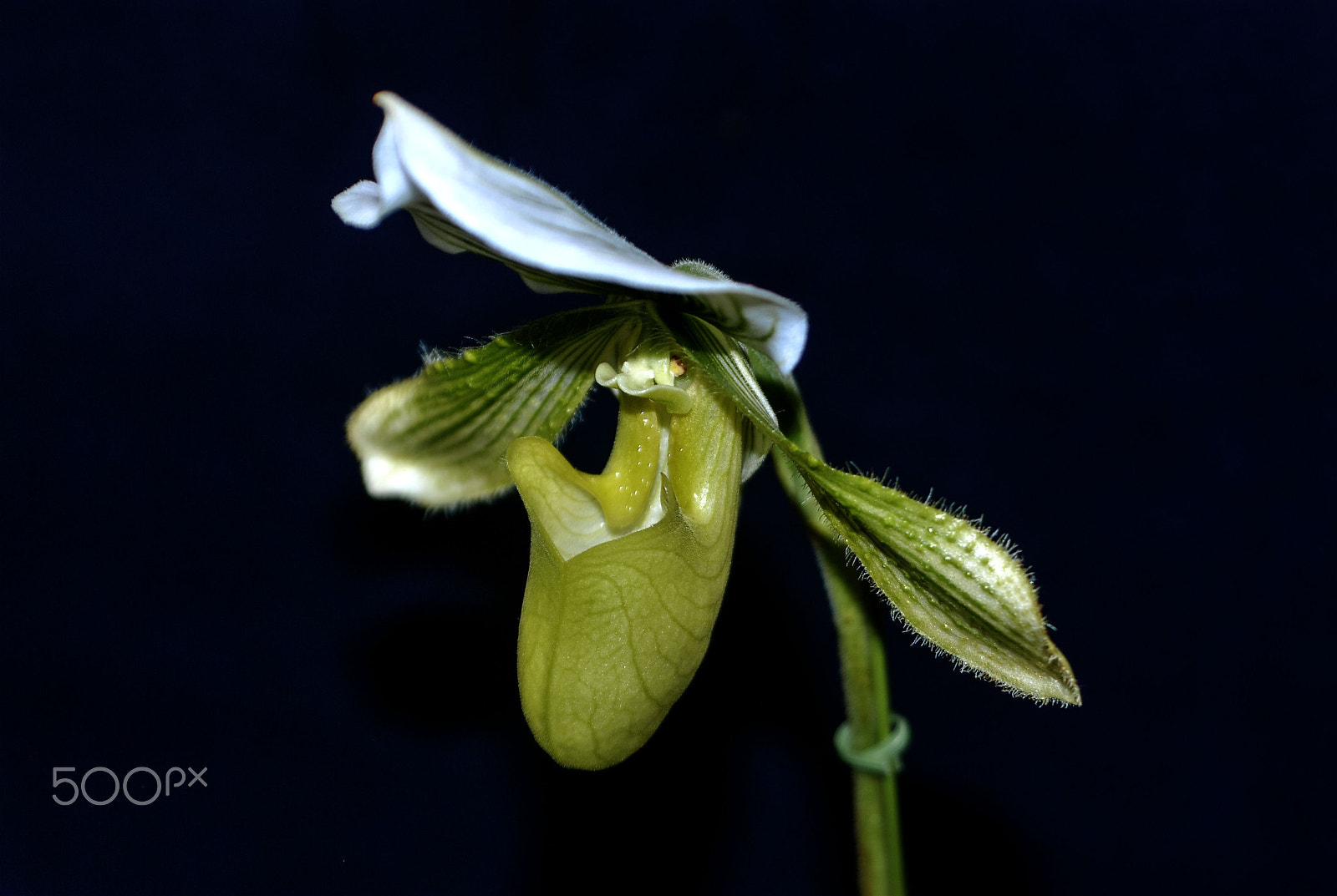 Nikon D200 sample photo. Orchid photography