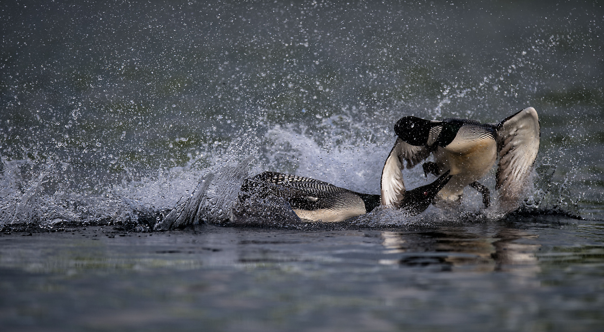 Nikon D4S + Nikon AF-S Nikkor 400mm F2.8E FL ED VR sample photo. Loon territorial battle photography