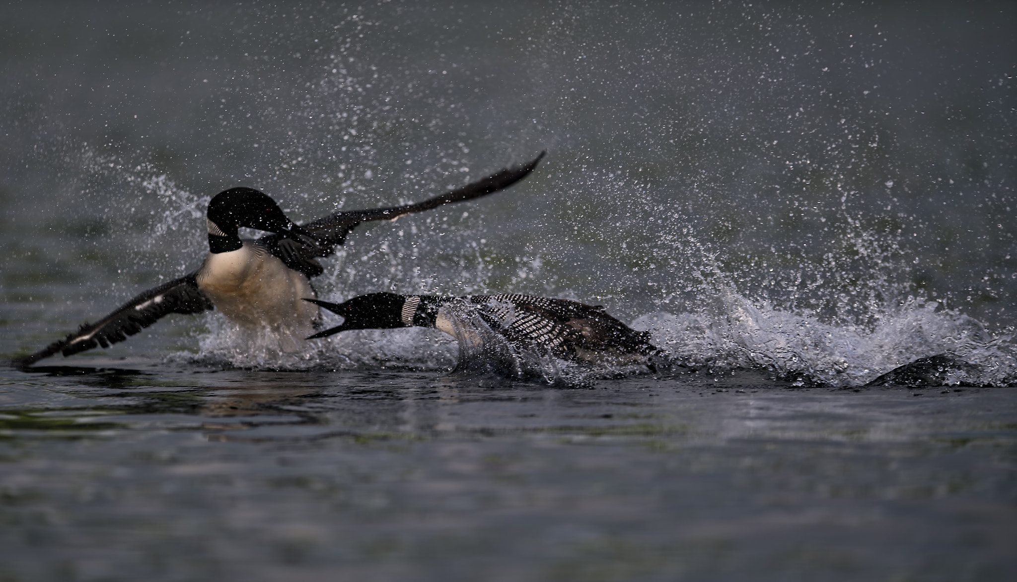 Nikon D4S + Nikon AF-S Nikkor 400mm F2.8E FL ED VR sample photo. Loon territorial battle photography