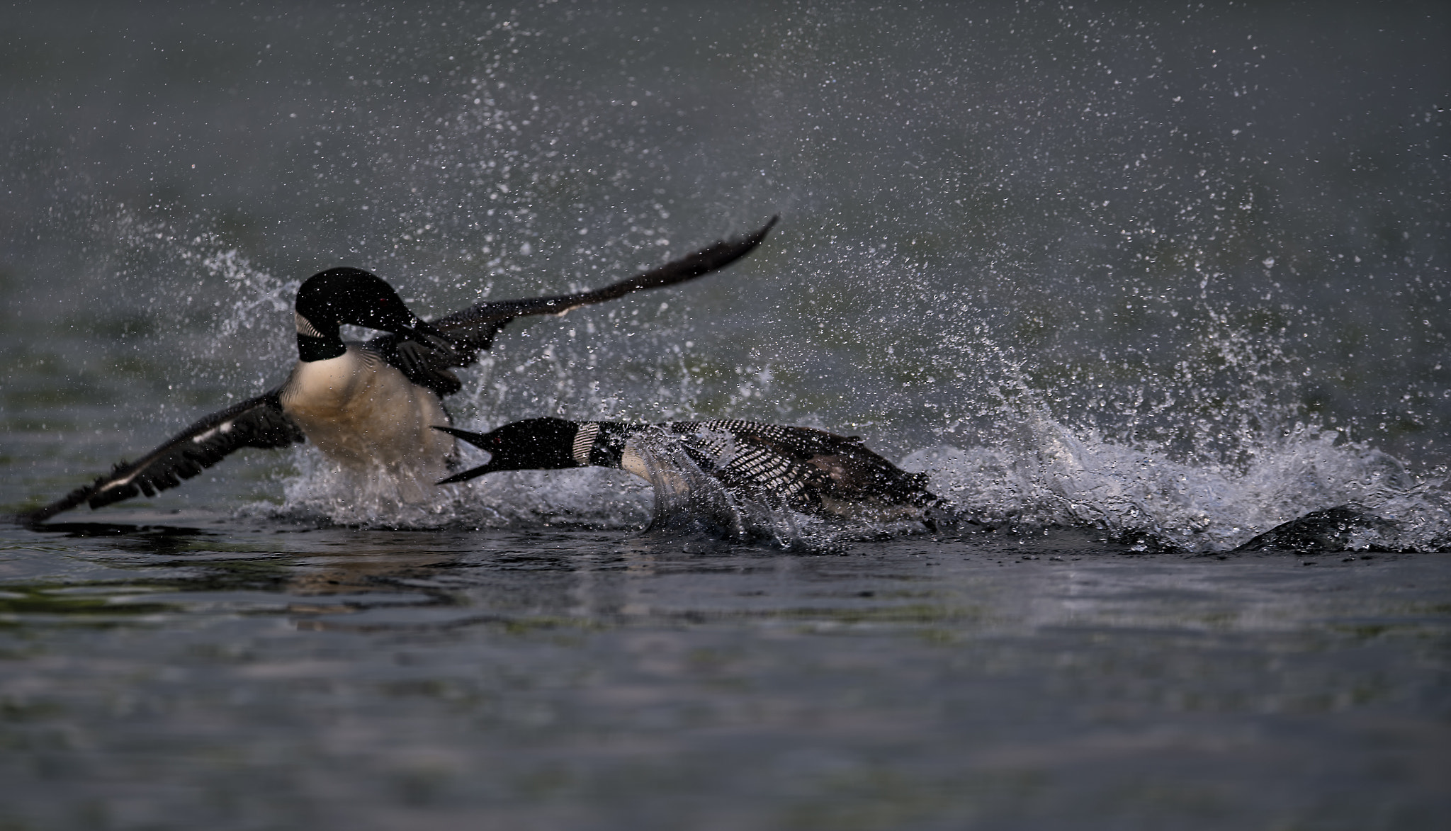 Nikon AF-S Nikkor 400mm F2.8E FL ED VR sample photo. Loon territorial battle photography