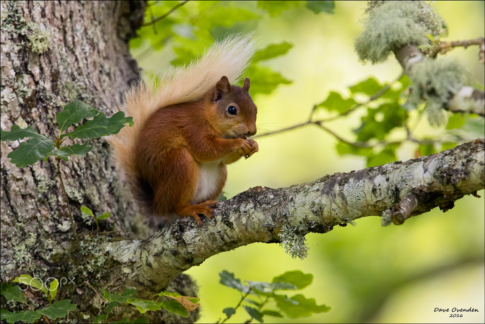 Canon EF 300mm F2.8L IS II USM sample photo. Red in an oak photography