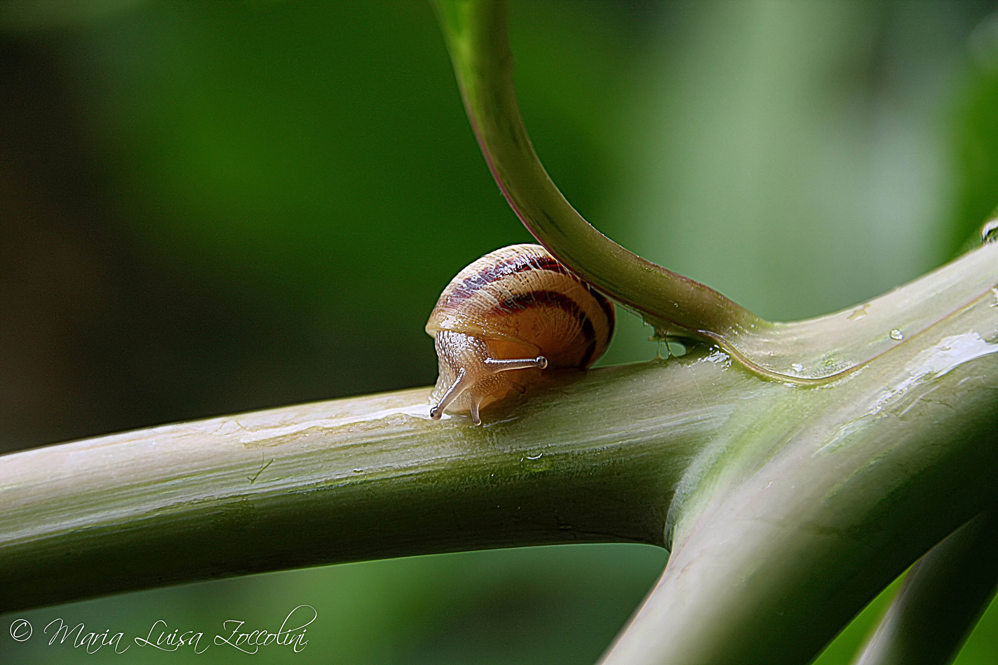 Sigma 18-250mm F3.5-6.3 DC OS HSM sample photo. Chiocciolina photography