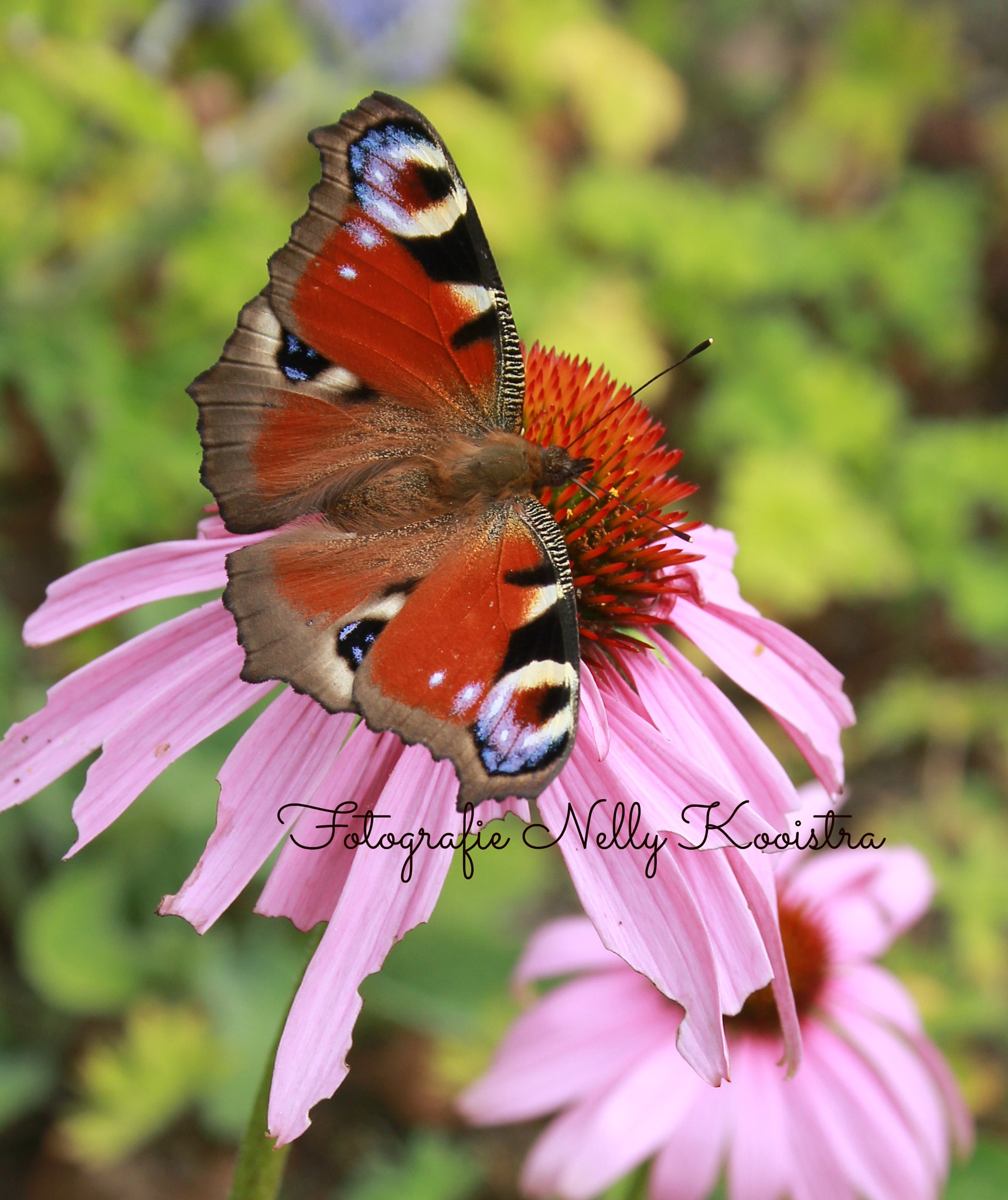 Canon EF-S 18-55mm F3.5-5.6 II sample photo. Peacock butterfly photography