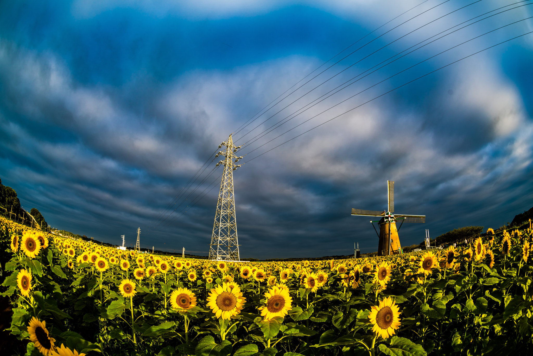 Sony 16mm F2.8 Fisheye sample photo. Sunflowers and windmill photography