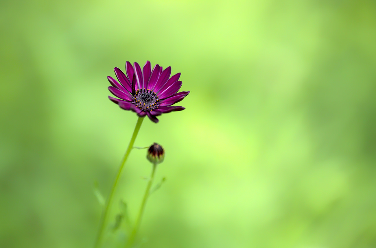 Leica S (TYP 006) sample photo. Twain photography