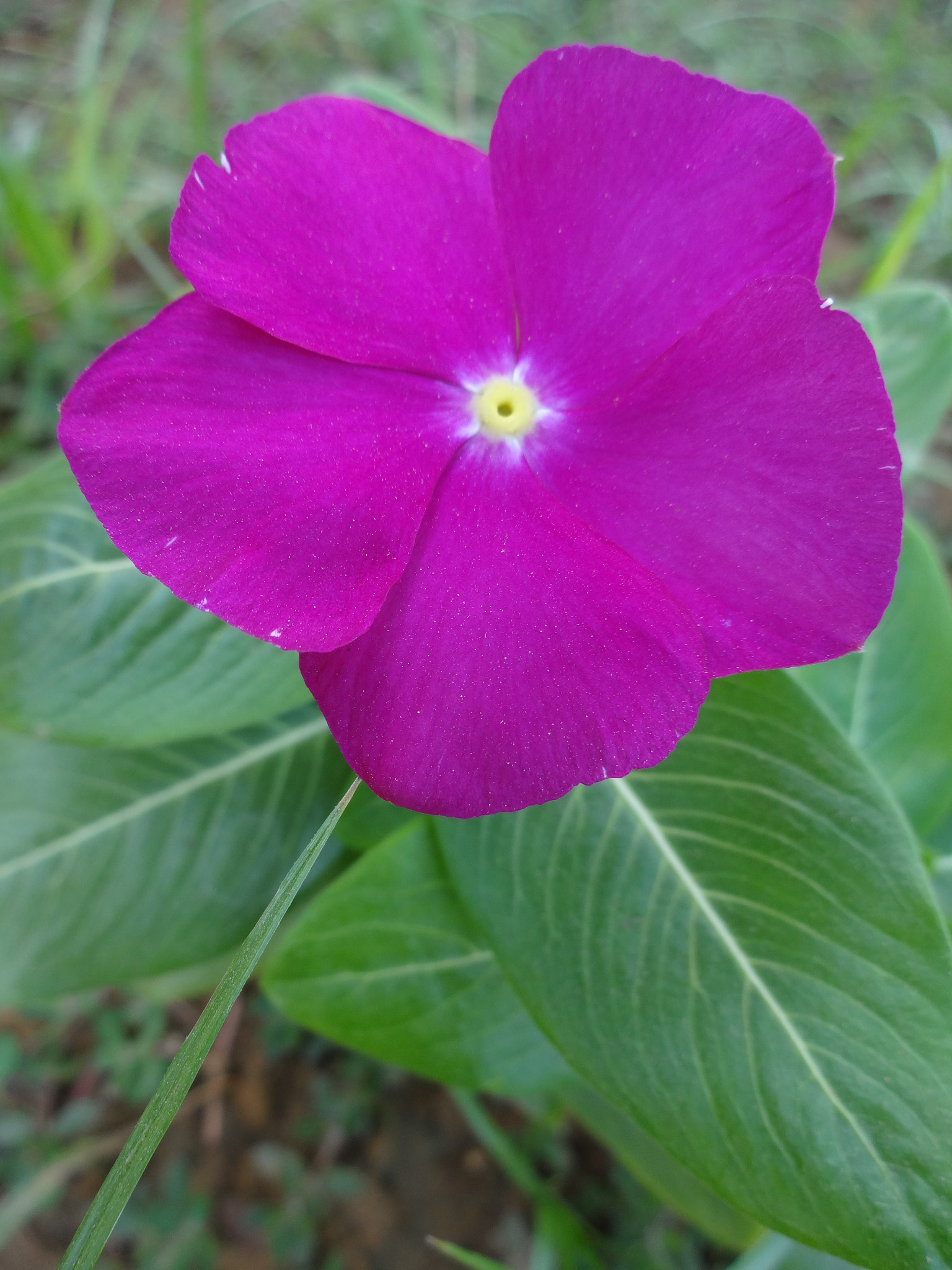 Sony DSC-WX100 sample photo. Flowers photography