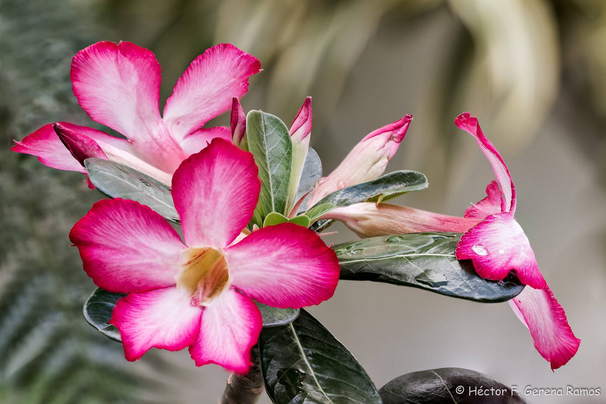 Sigma APO Macro 180mm F2.8 EX DG OS HSM sample photo. I like this one better. photography