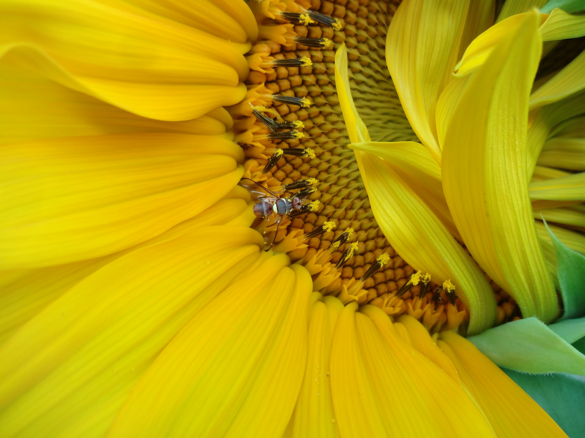 Sony DSC-WX100 sample photo. Honey bee photography