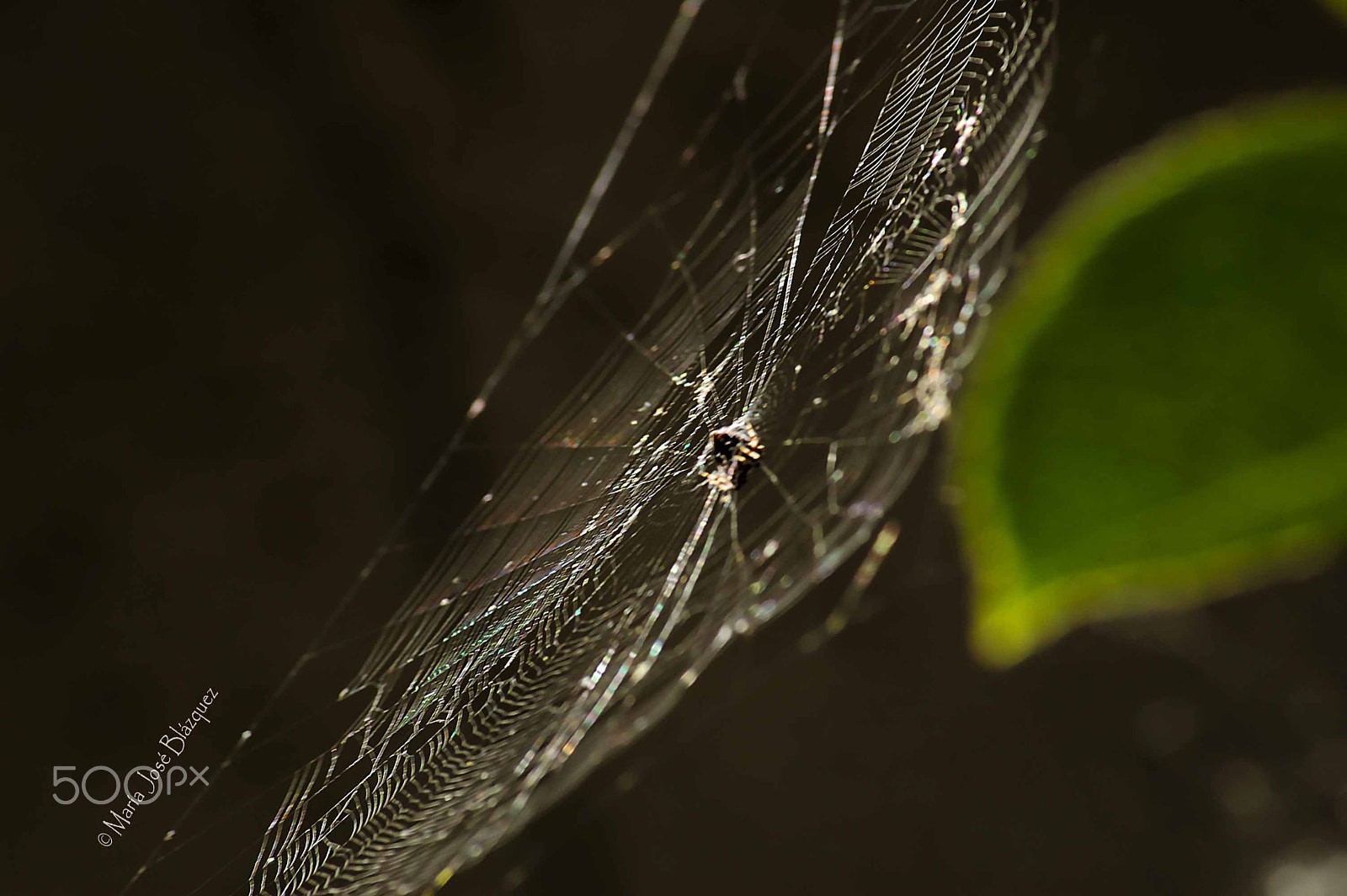 Nikon D40 sample photo. Spider web photography