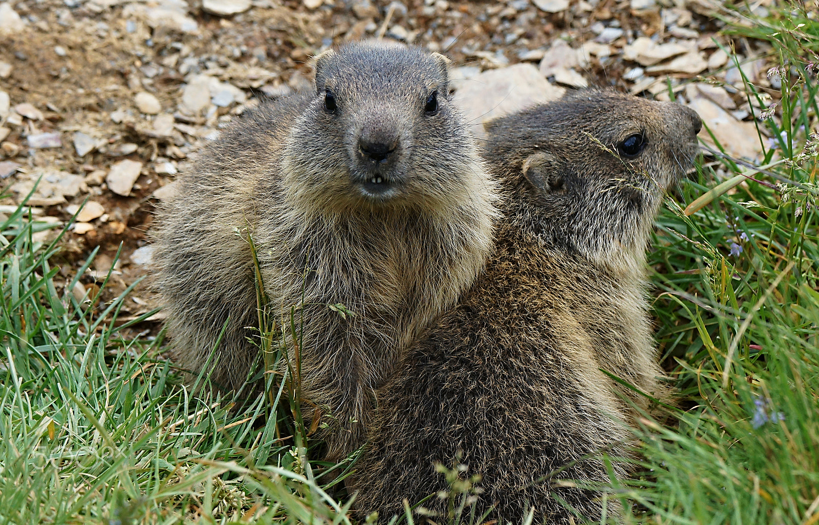 Sony SLT-A77 + Tamron SP 150-600mm F5-6.3 Di VC USD sample photo. Svist alpsky-(marmota marmota)-rocni mladata photography